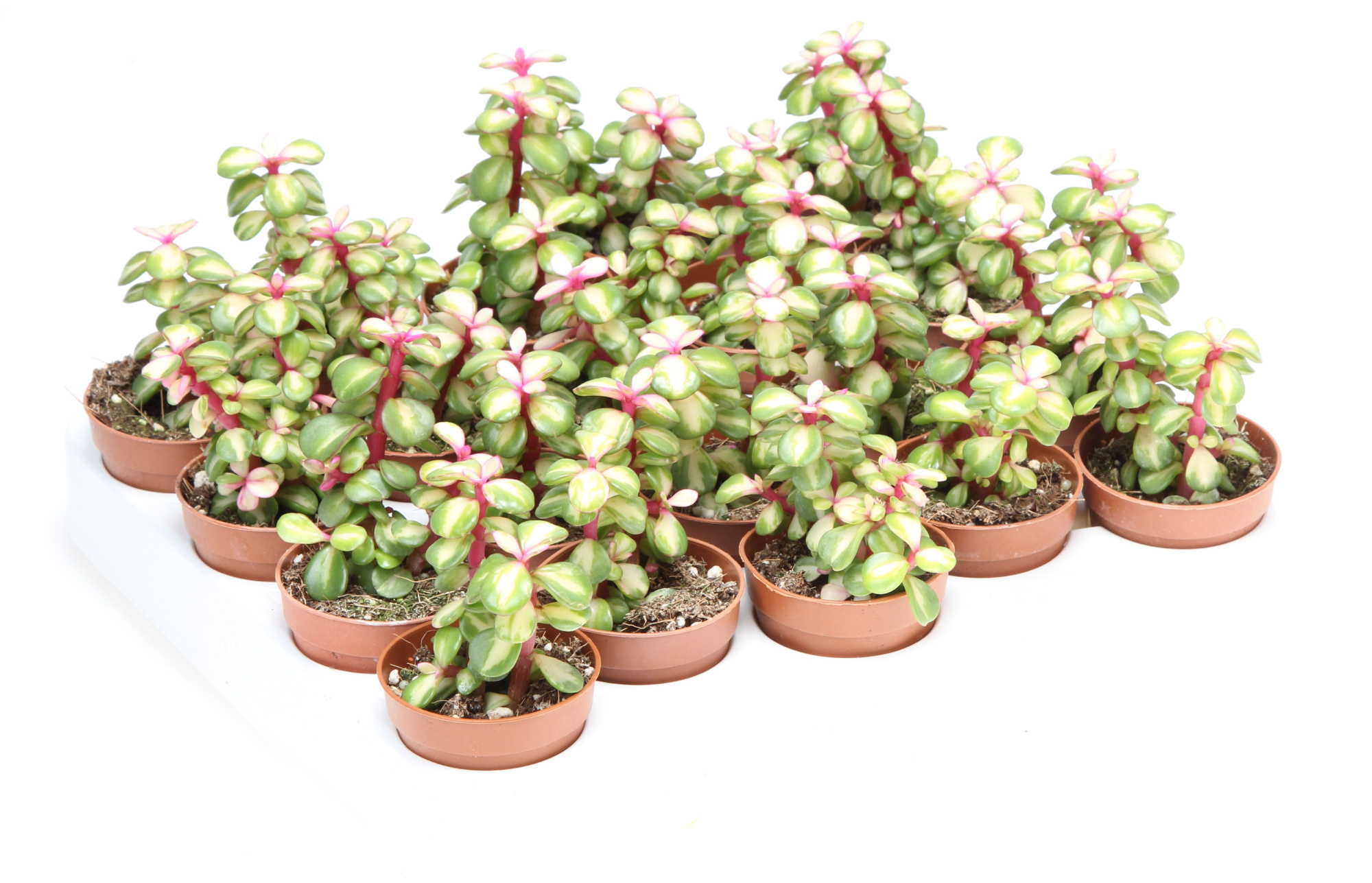 Portulacaria afra medi optica, D 5,5