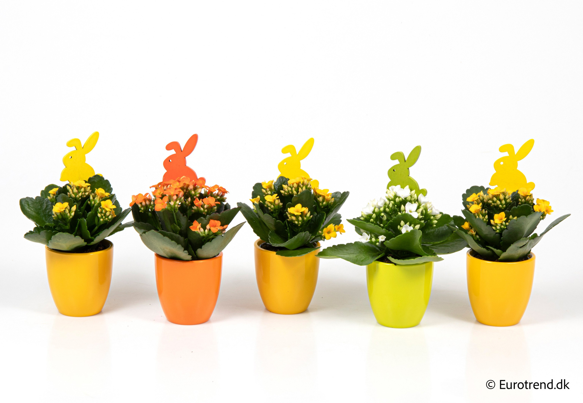 Kalanchoe in Easter ceramic 2026, D 6