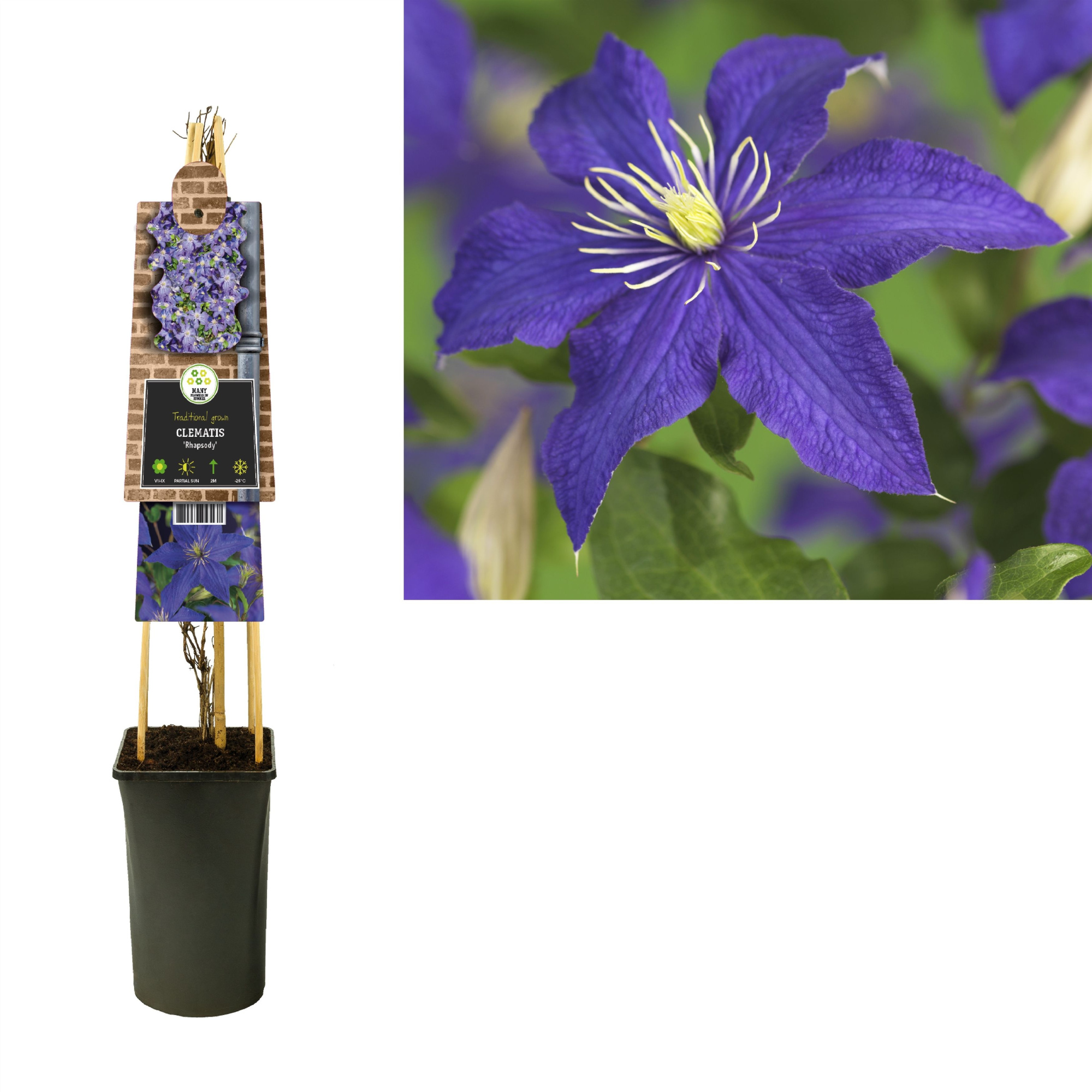 Clematis 'Rhapsody' +3.0 label, D 17