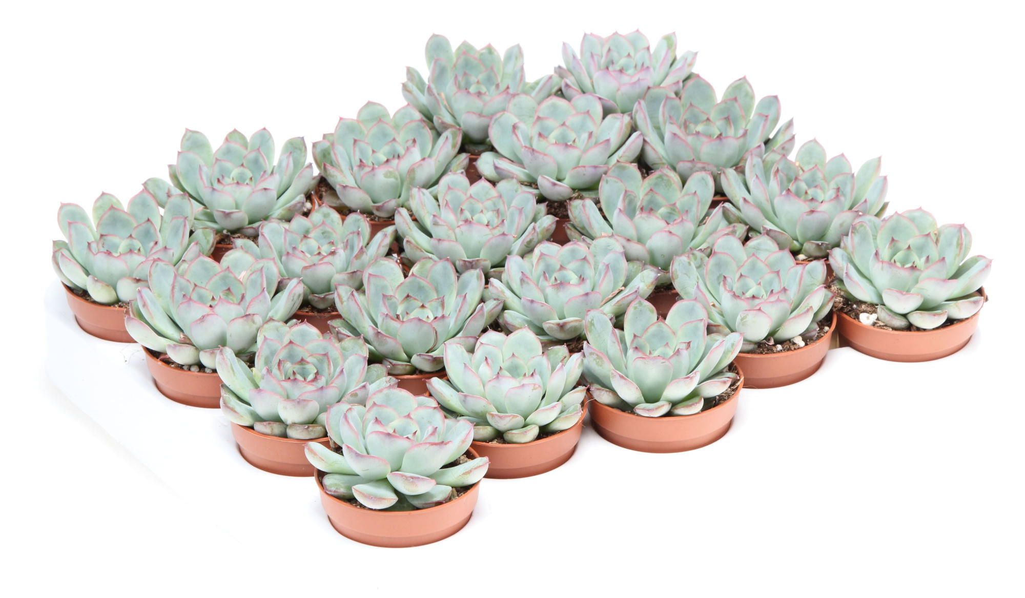 Echeveria pulidonis, D 5,5