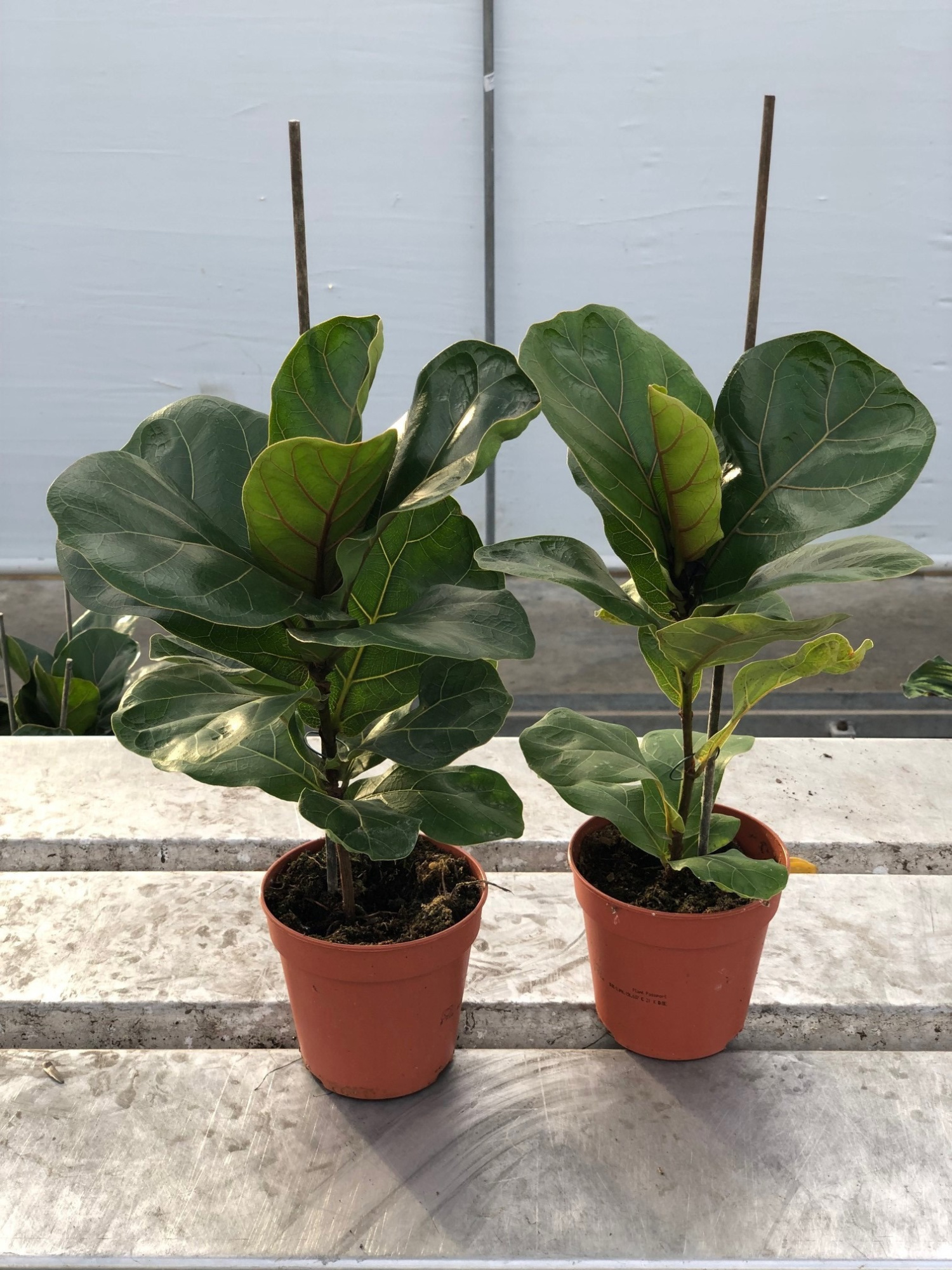 Ficus Lyrata P12 cm, D 12