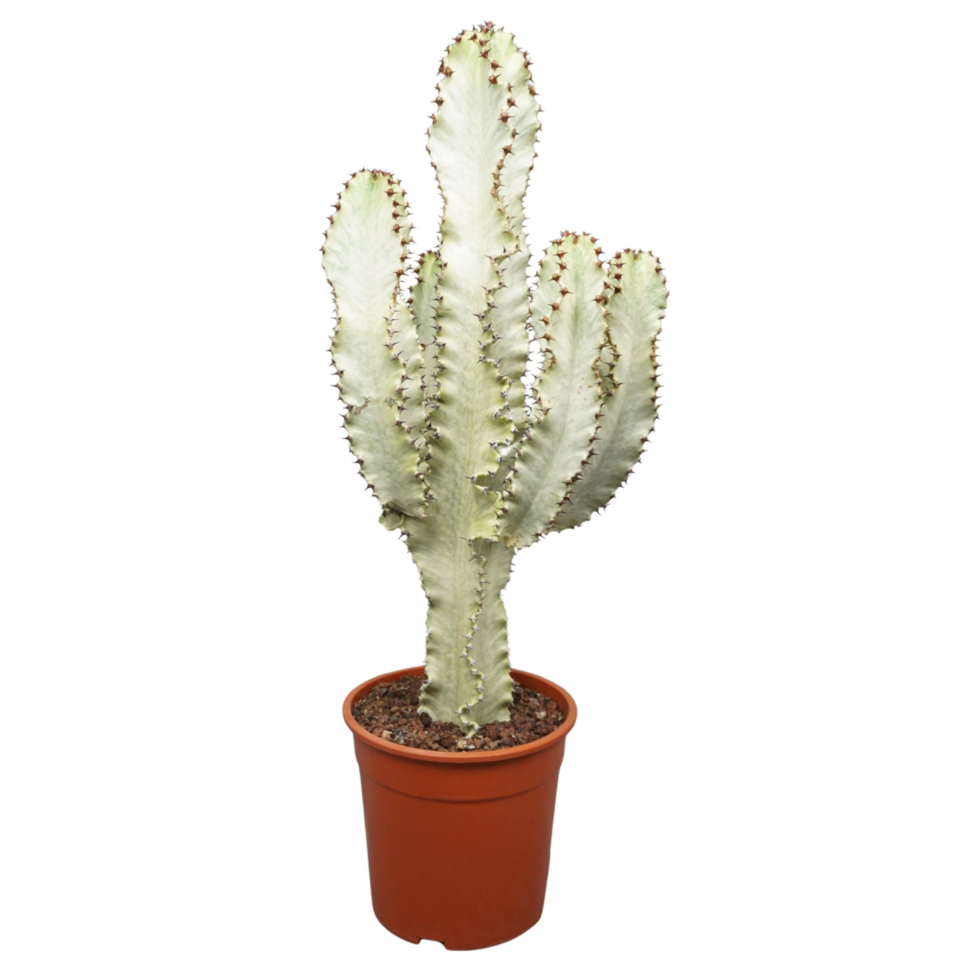 Euphorbia marmorata in plastic pot 24 cm, D 24