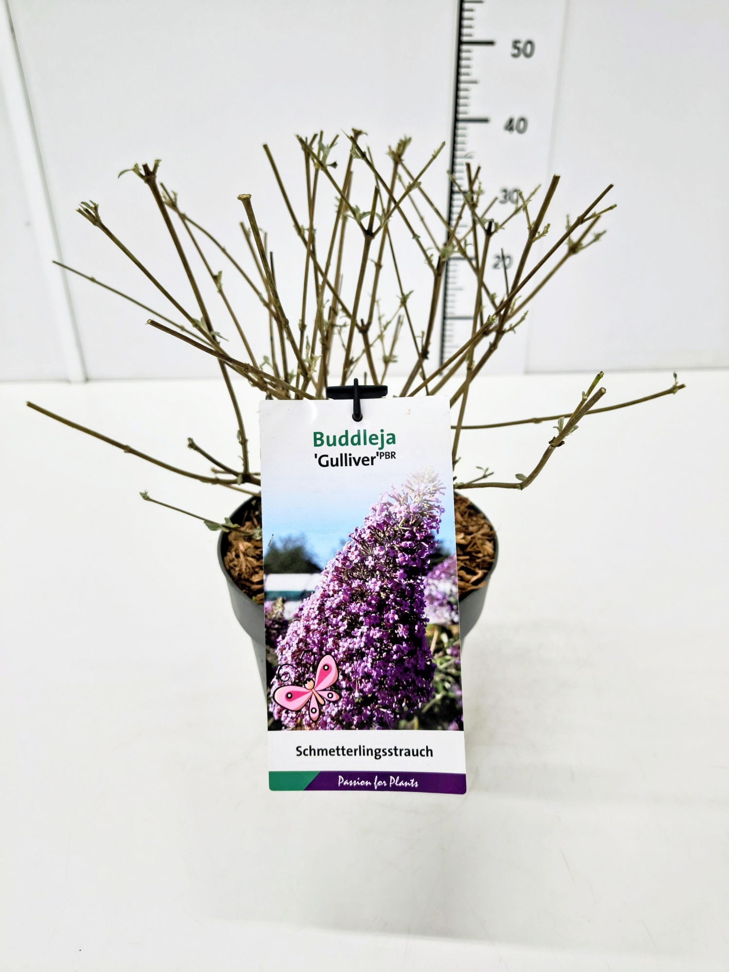 Buddleja dav. 'Gulliver' C3, D 19