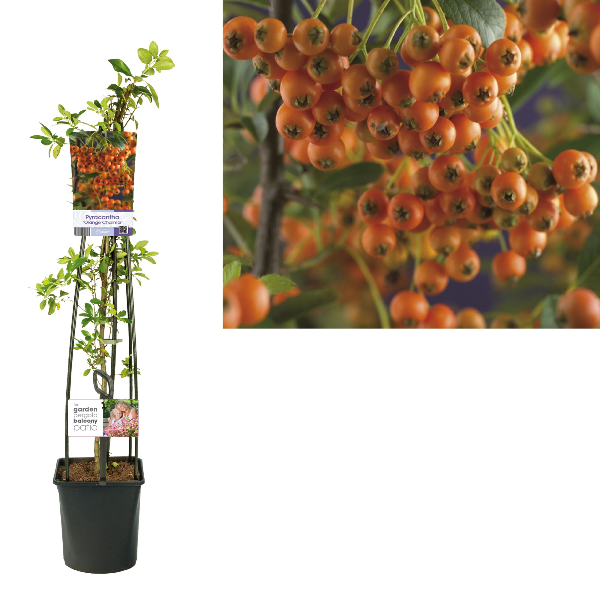 Pyracantha 'Orange Charmer' +light label, D 23