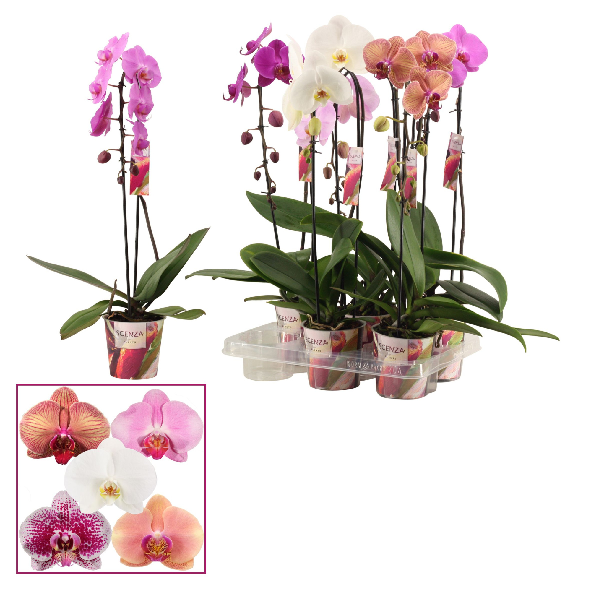 Phalaenopsis cascade 1 tak mix (Scenza), D 12