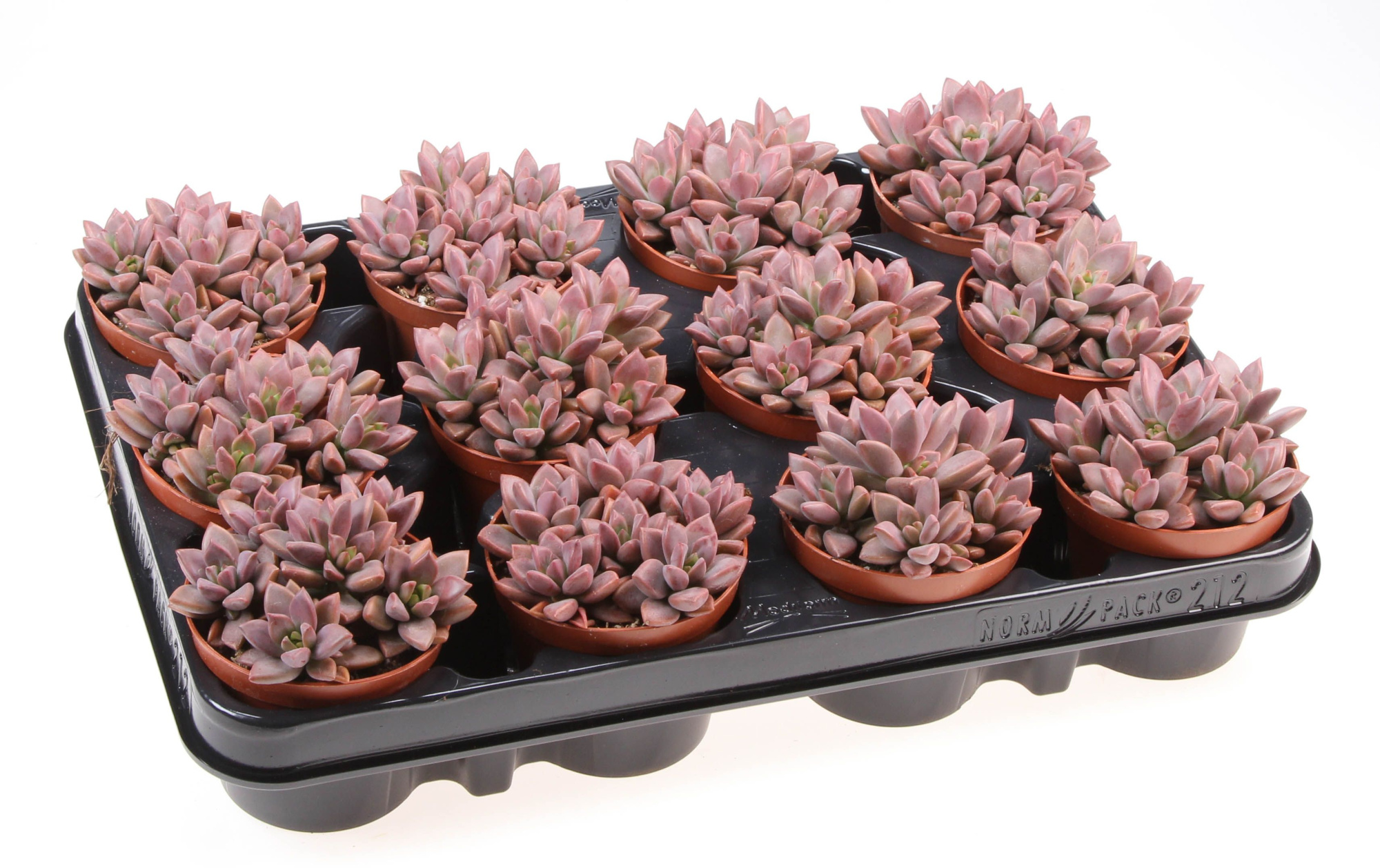 Echeveria bordeaux hard, D 8,5