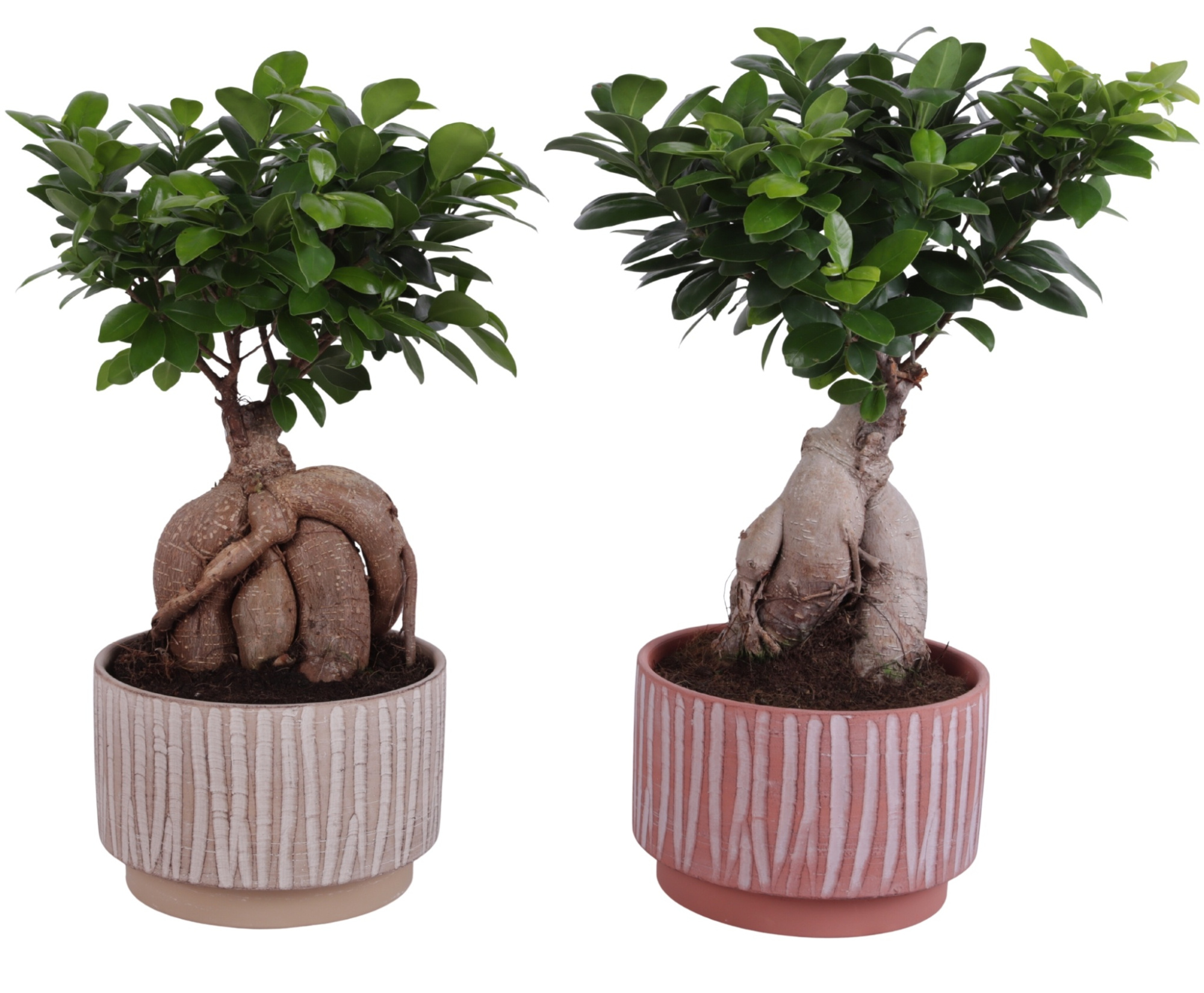 Ficus m. Ginseng Ball Shape Ø20cm in Ø22cm Ceramic NT667, D 22