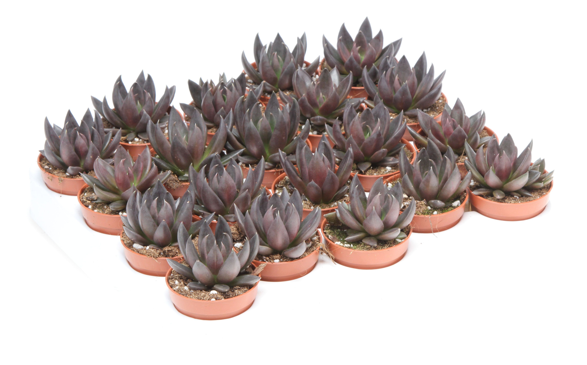 Echeveria affines, D 5,5