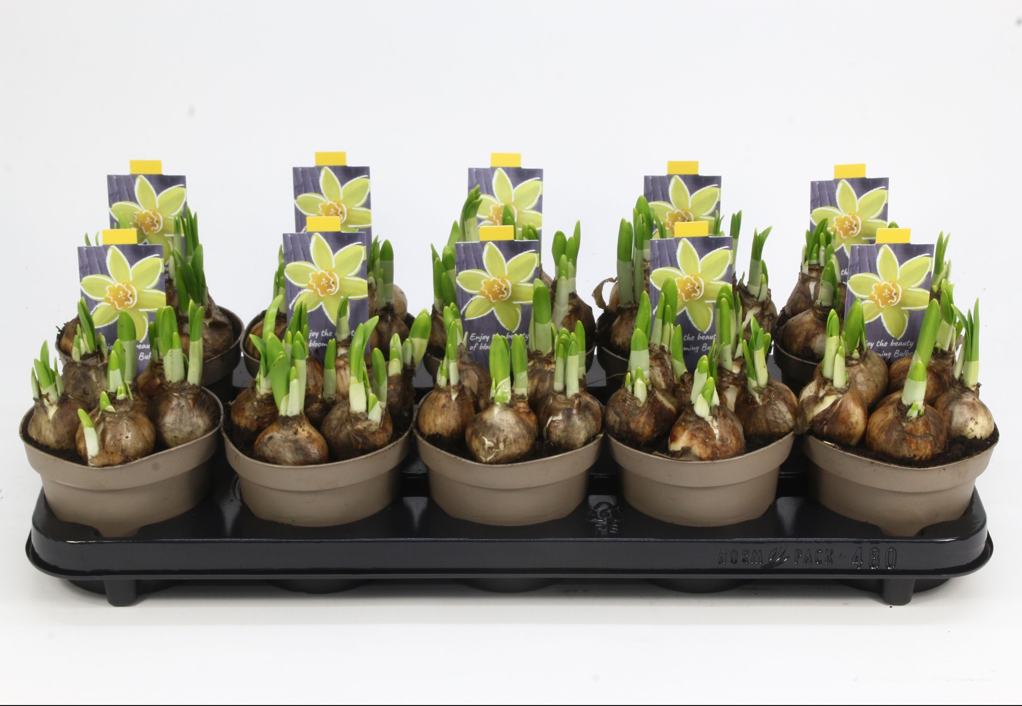 NARCIS TETE A TETE 12, D 12