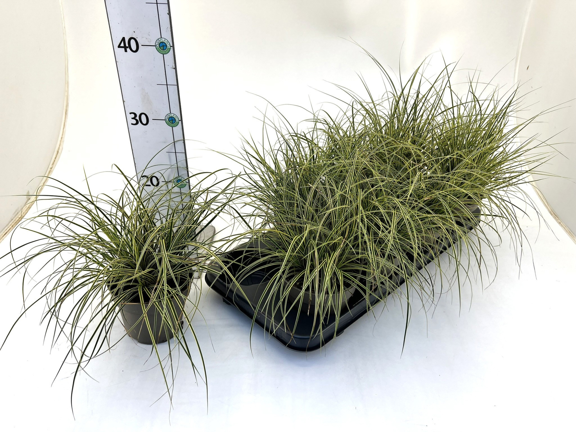Carex brunnea 'Variegata', D 12