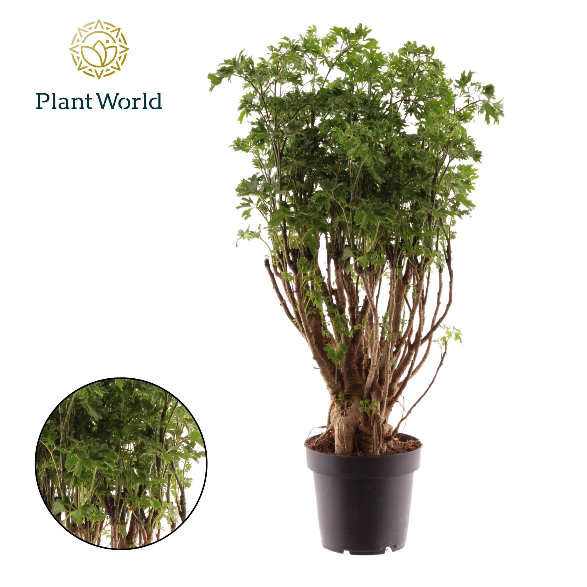 Polyscias Parsley Bonsai, D 12