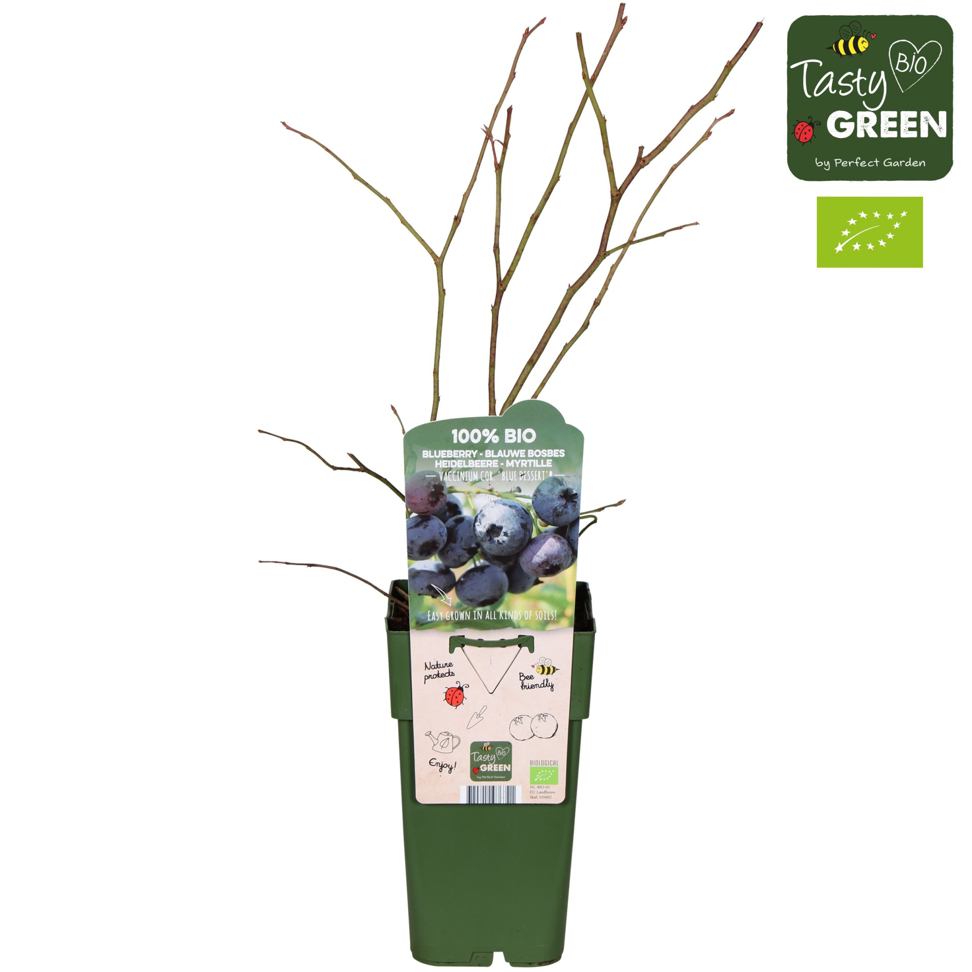 Vaccinium corymbosum 'Blue Dessert'® Bio P15, D 15