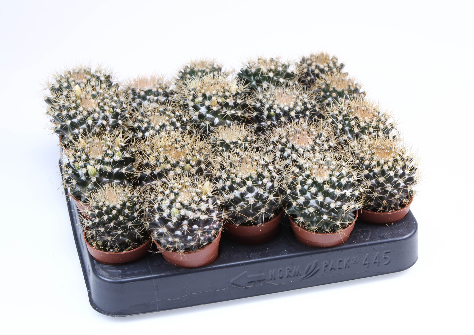 Mammilaria Nivosa E, D 5,5