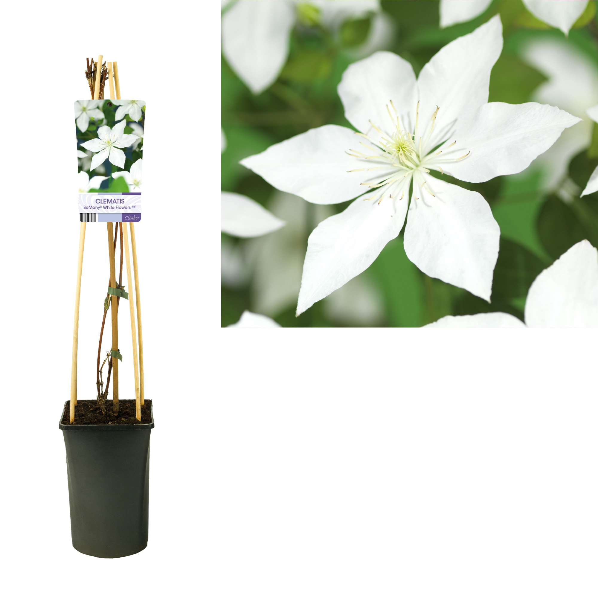 Clematis So Many® White Flowers PBR +light label, D 17