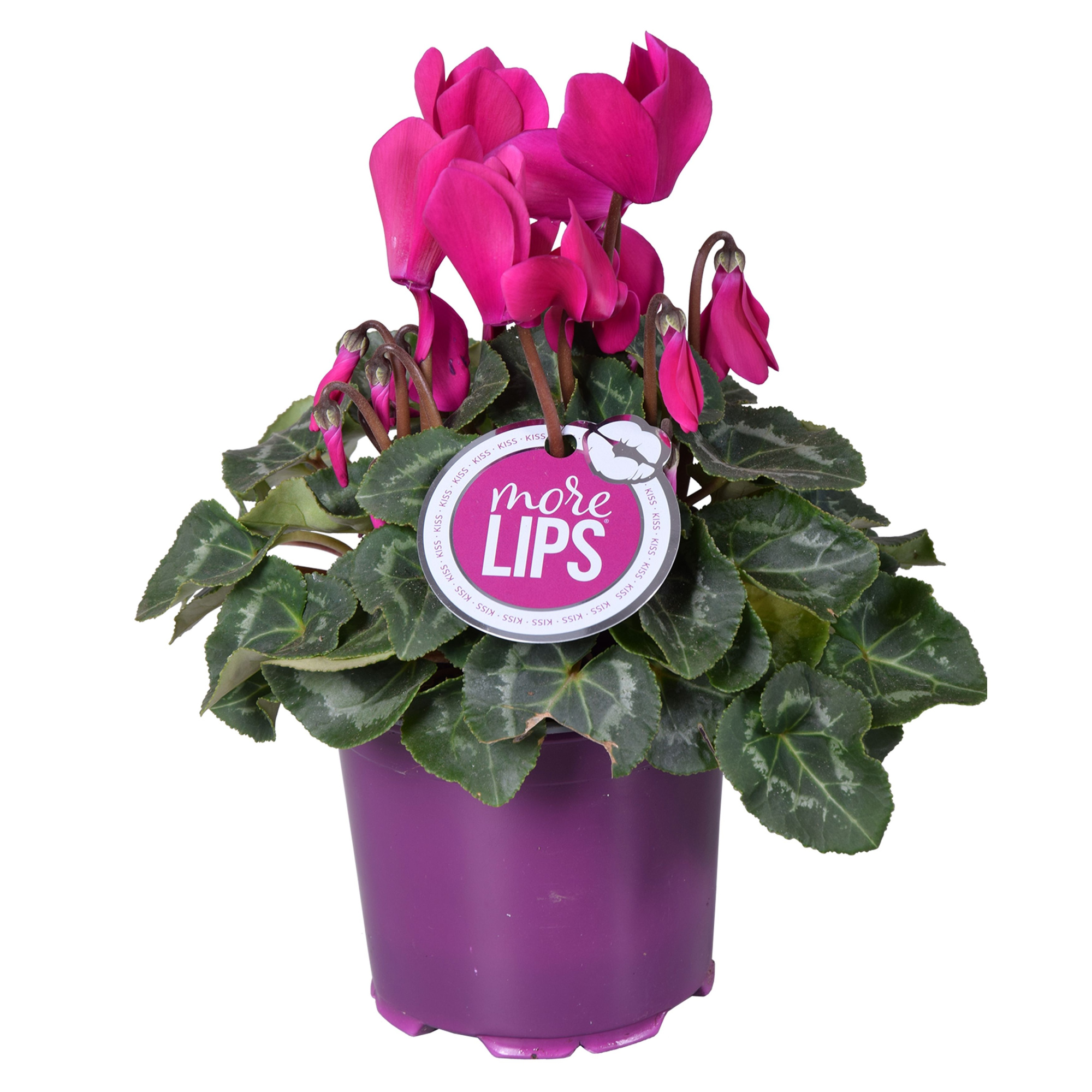 MoreLIPS® Cyclamen paars, D 12