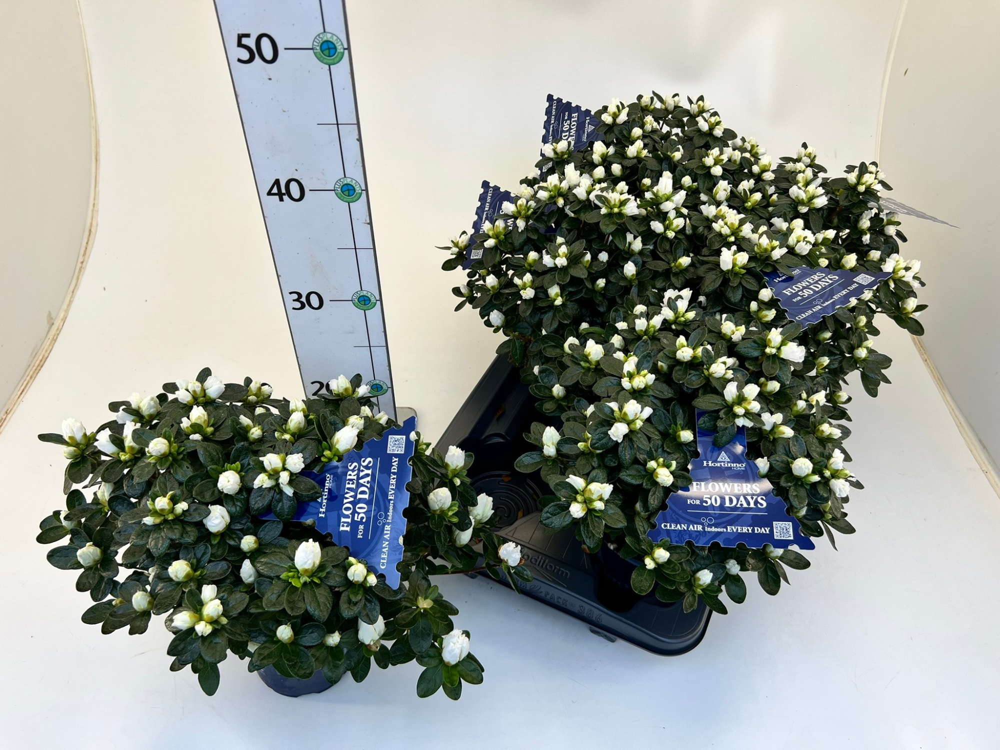 Rhododendron simsii T13 Hortinno 'Classic Belli', D 12