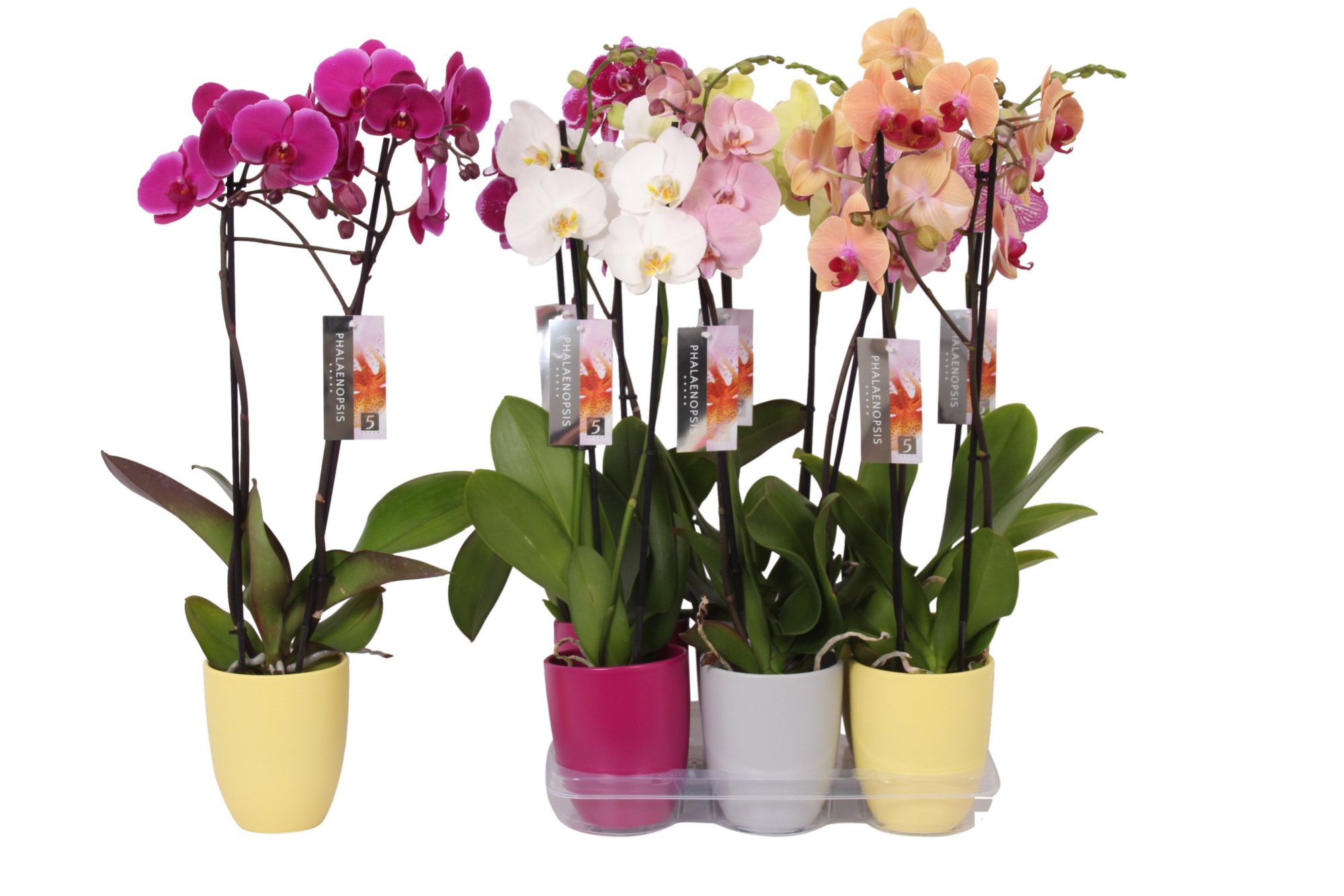 Phalaenopsis mix, 2-spike Purple, Grey and Yellow Ceramics, D 12
