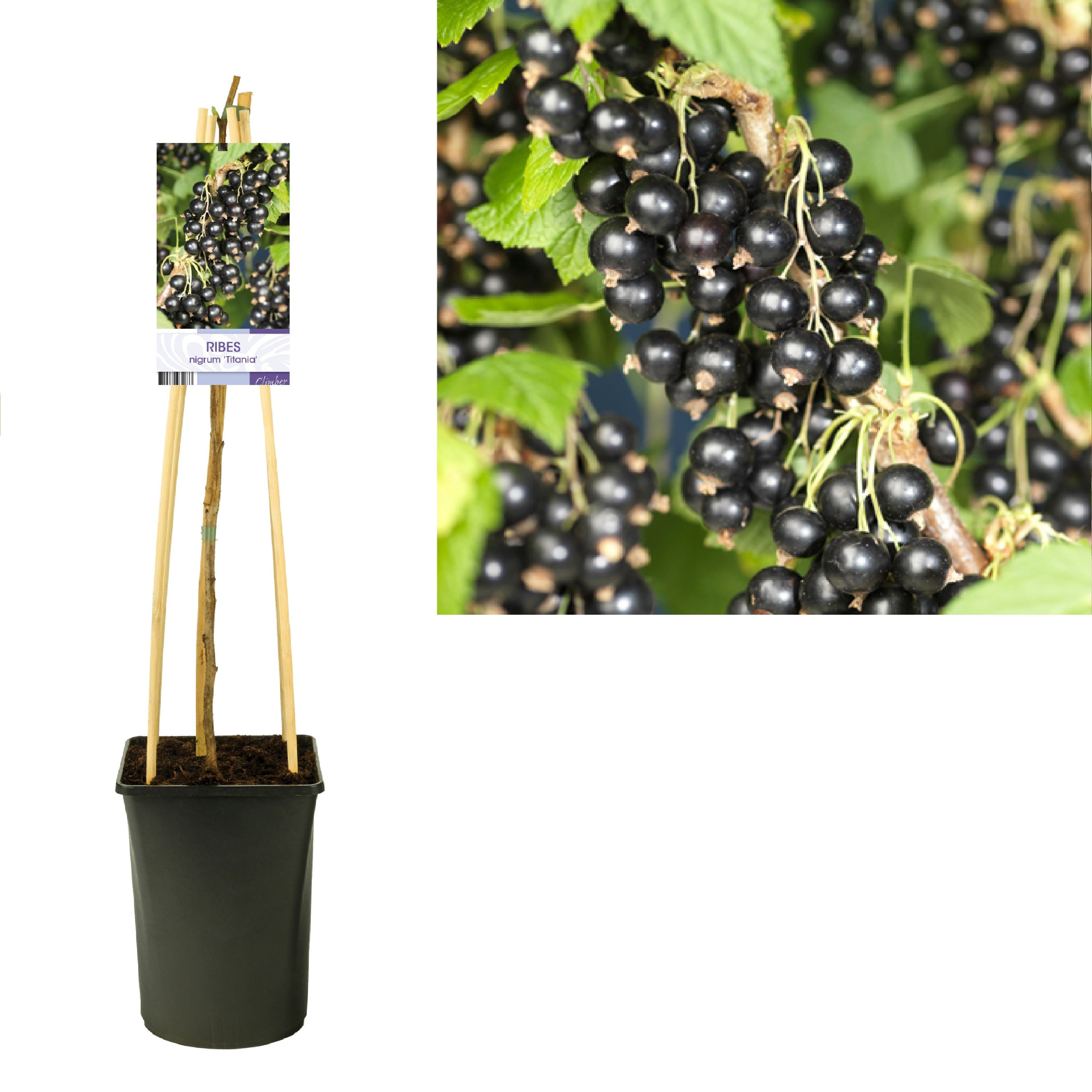 Ribes nigrum 'Titania' +light label, D 17