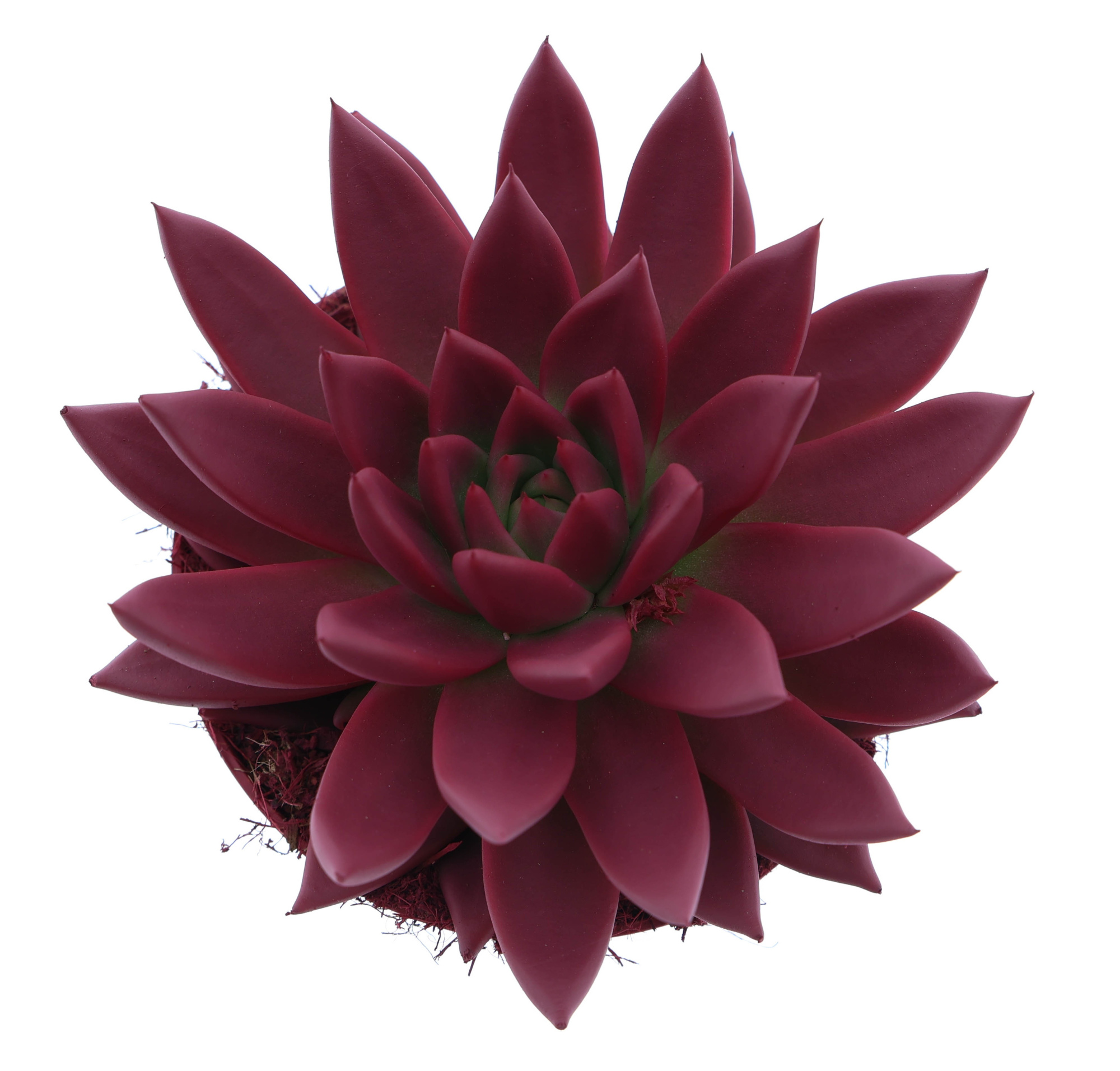 Rainbow bordeaux red, D 12