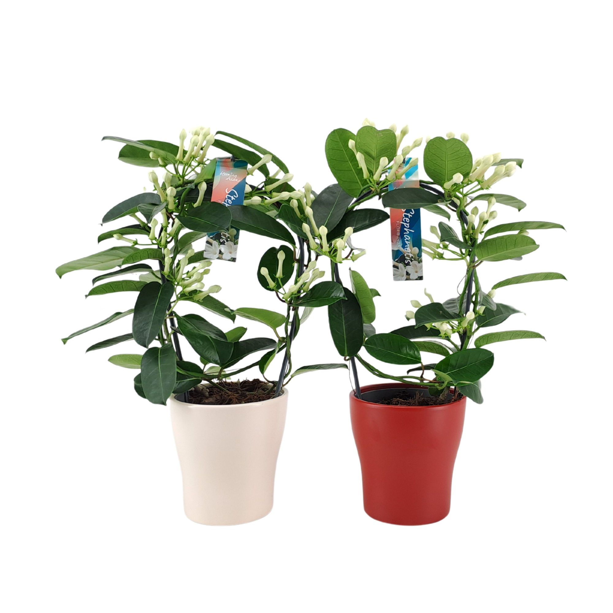 Stephanotis 7-8 tros boog keramiek Anna Rood/Wit p13, D 13