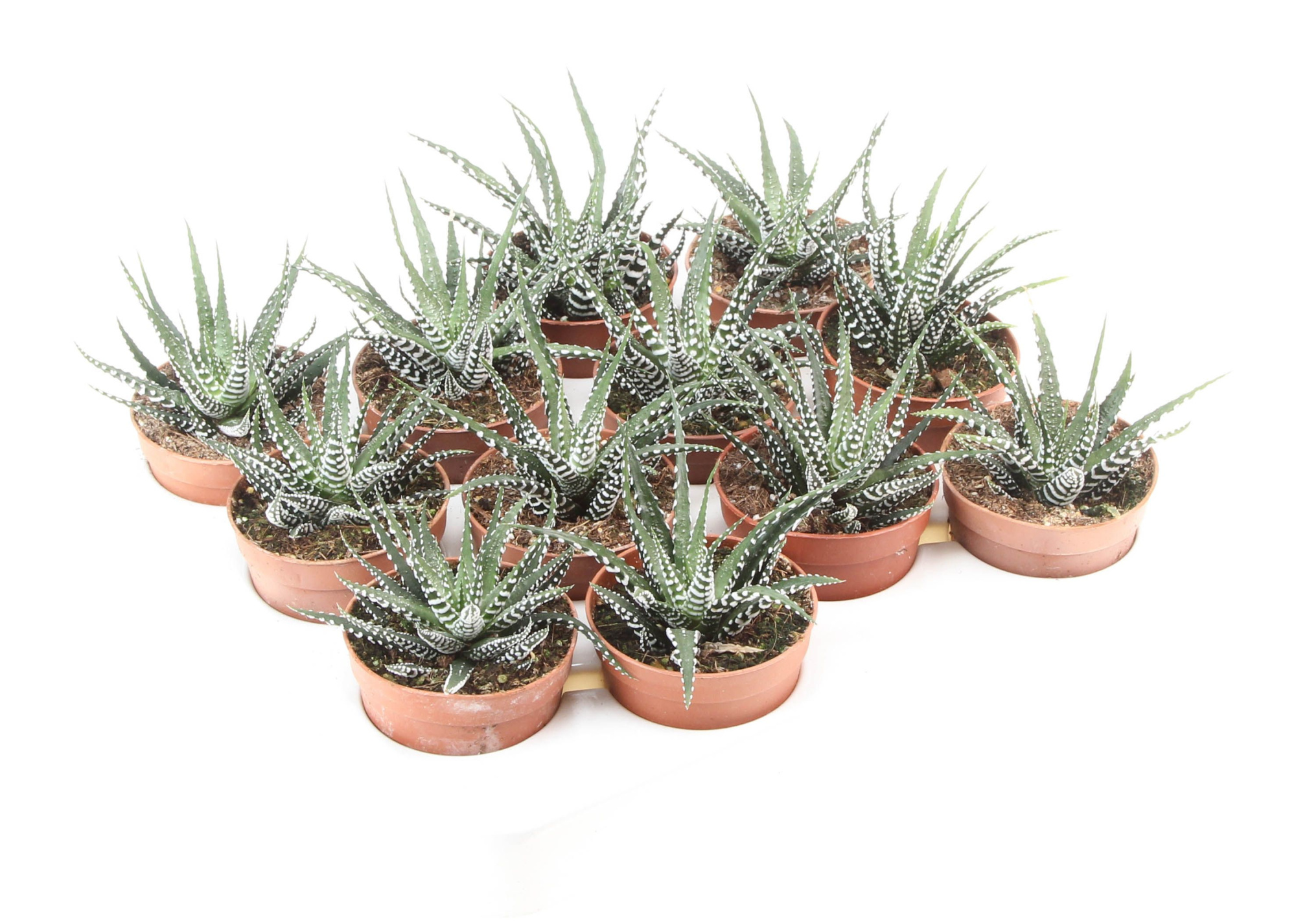 Haworthia fasciata big band, D 6,5