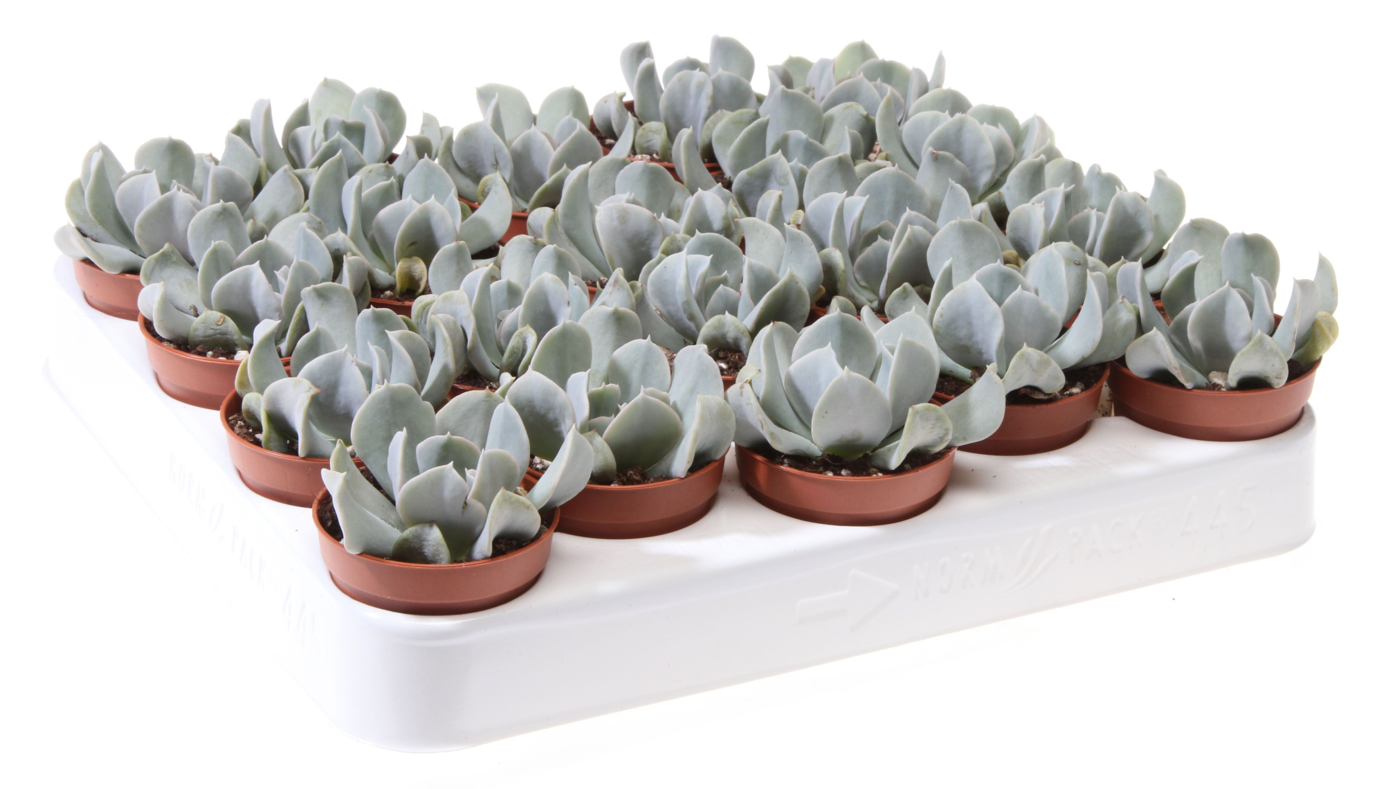 Echeveria topsy turvy, D 5,5
