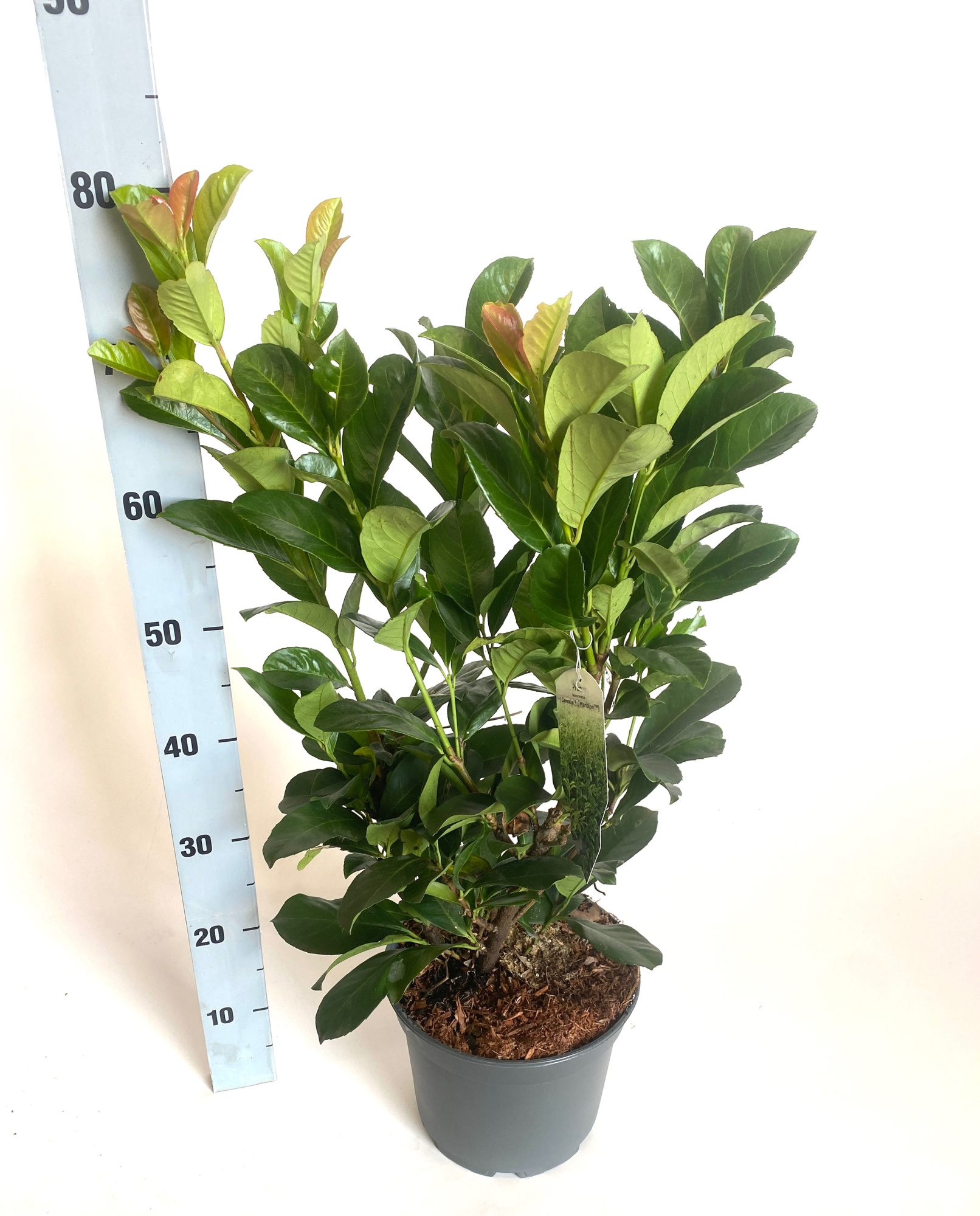 Prunus laurco. Etna, D 23