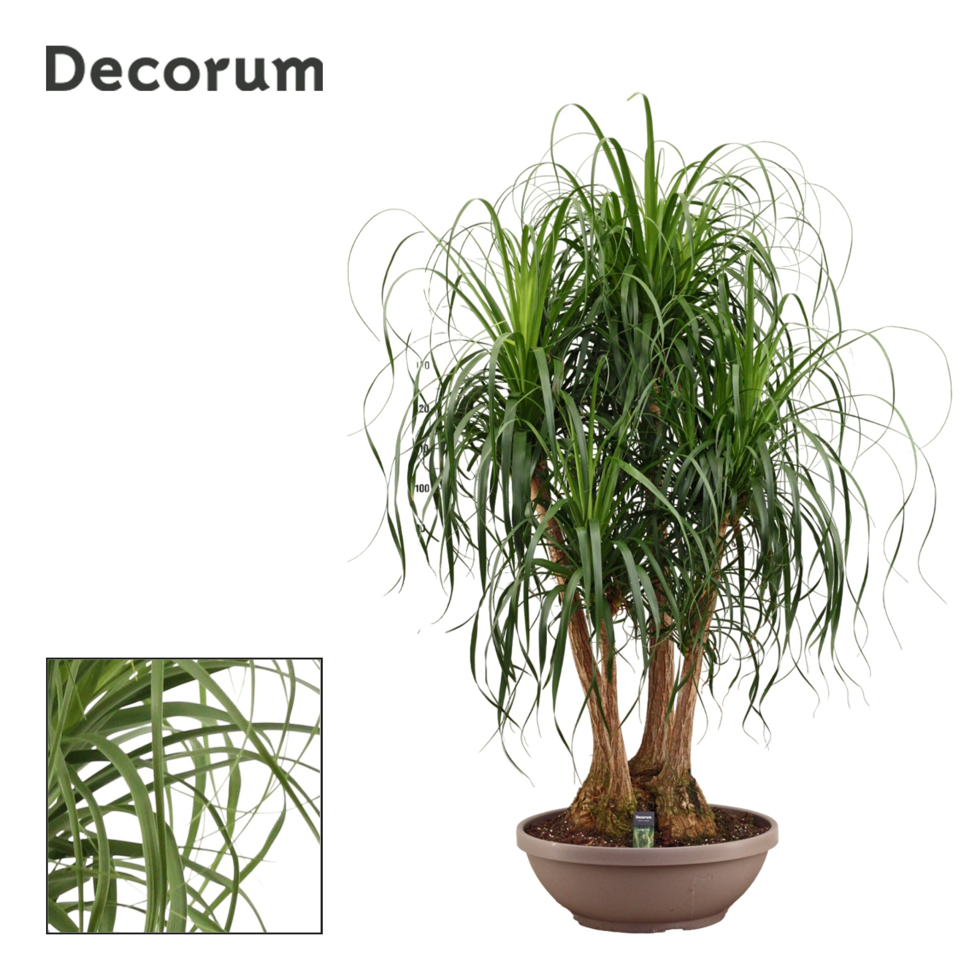 Beaucarnea vertakt 60 cm (Decorum), D 60