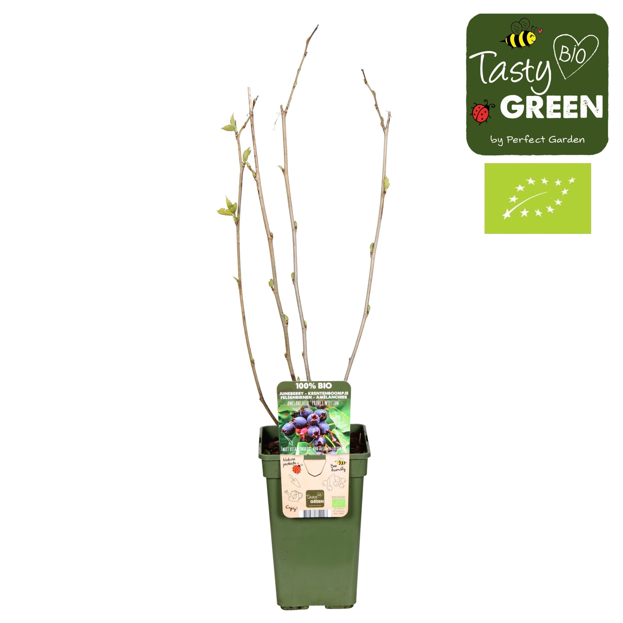 Amelanchier Spicata P19 bio, D 19