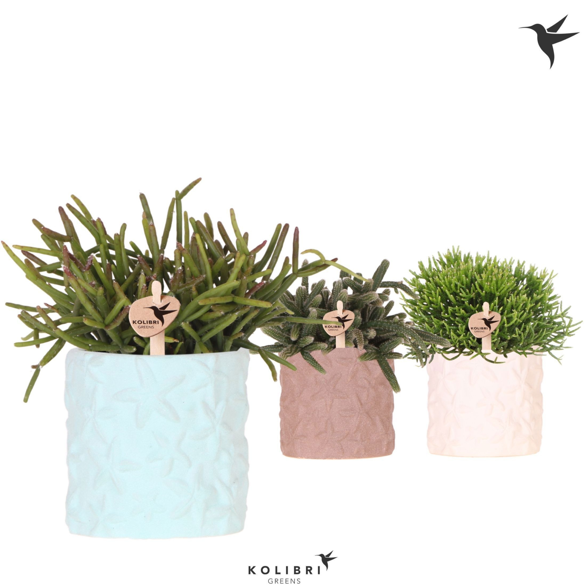 Kolibri Greens Rhipsalis mix in Star Fish pot mix, D 9