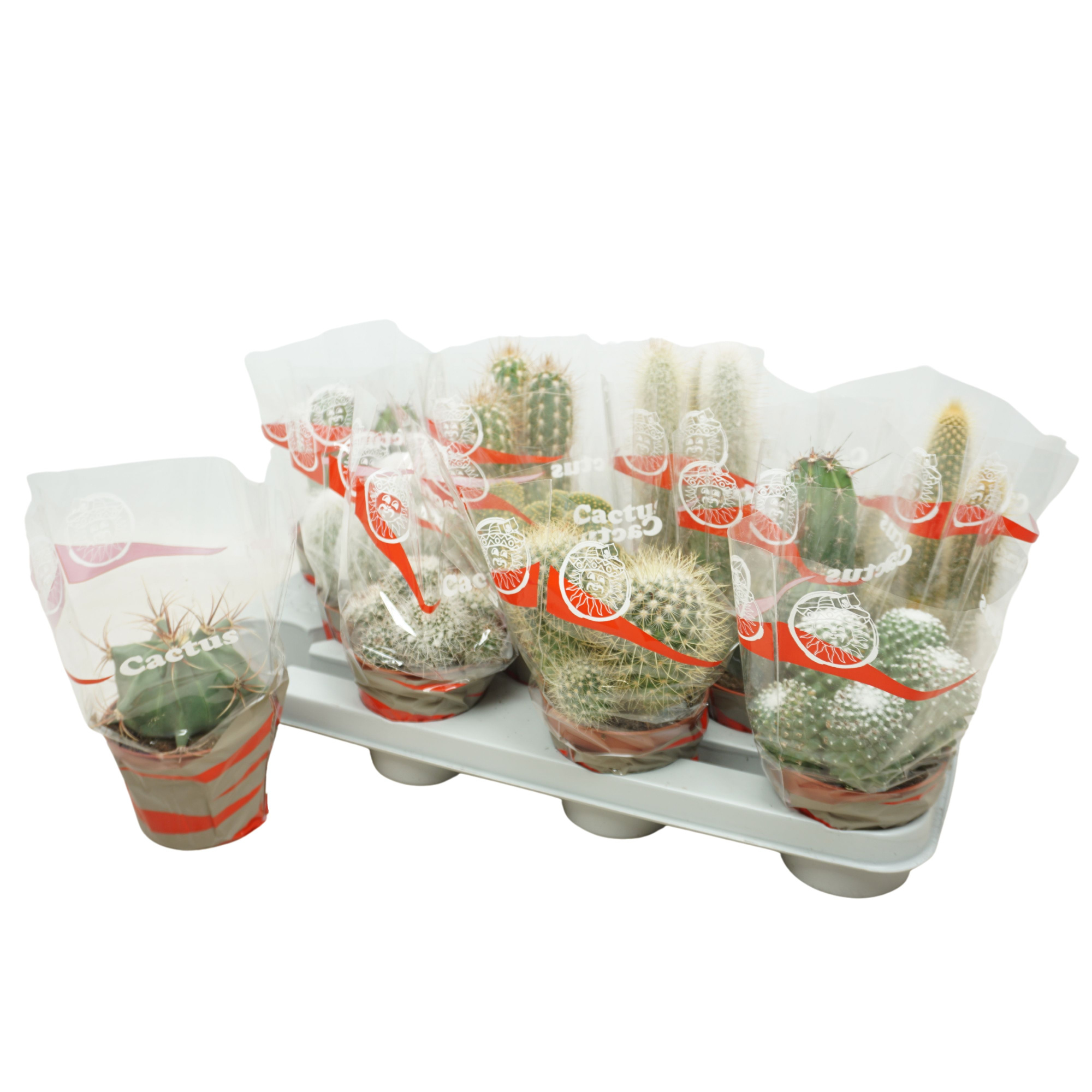 Cactus mix 10,5 cm in cactus hoes, D 10,5
