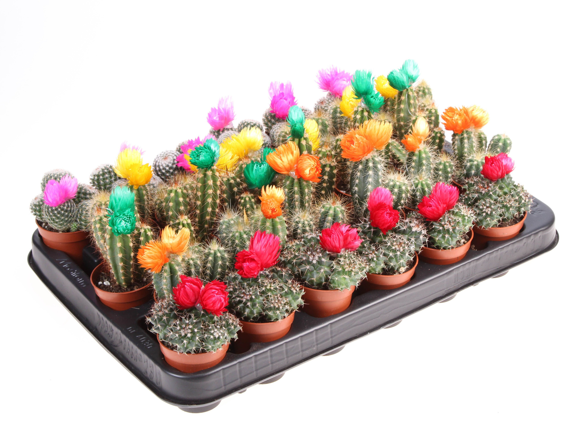 Cactus decoratie strobloem mix, D 5,5