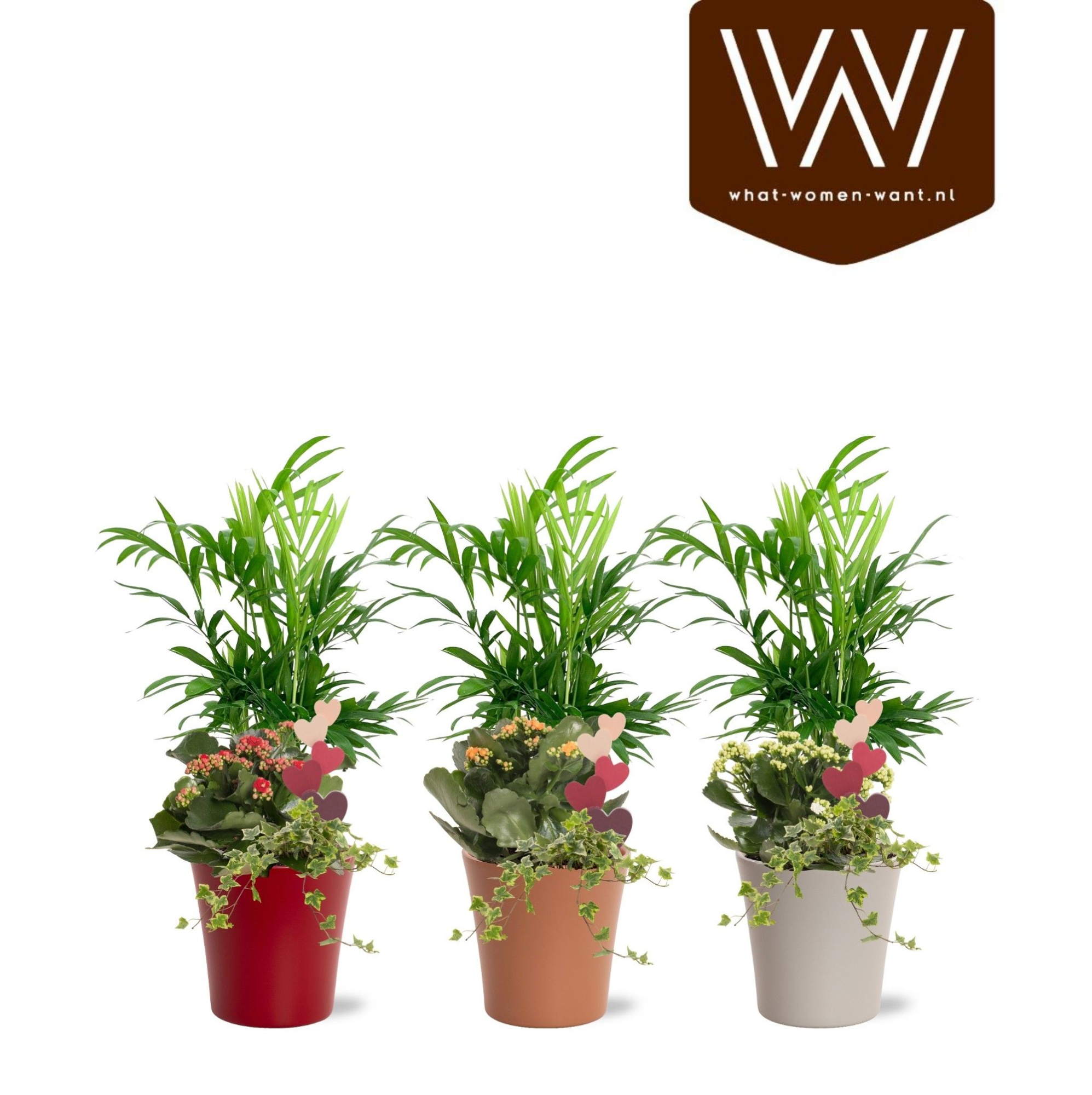 Arrangement keramiek Lotte | Chamaedorea, Kalanchoë, hedera, D 12