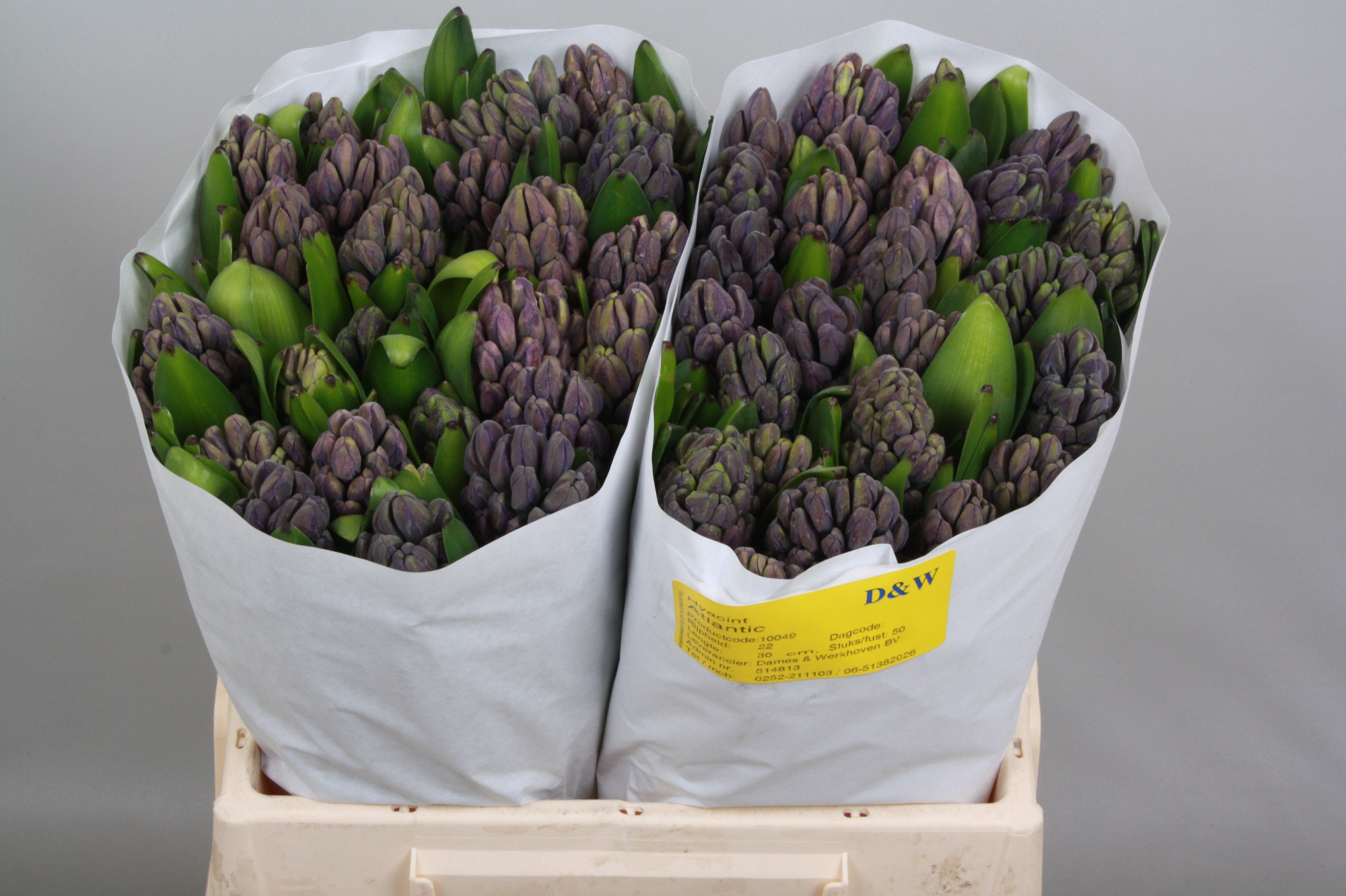 Гиацинт Атлантик, шт.