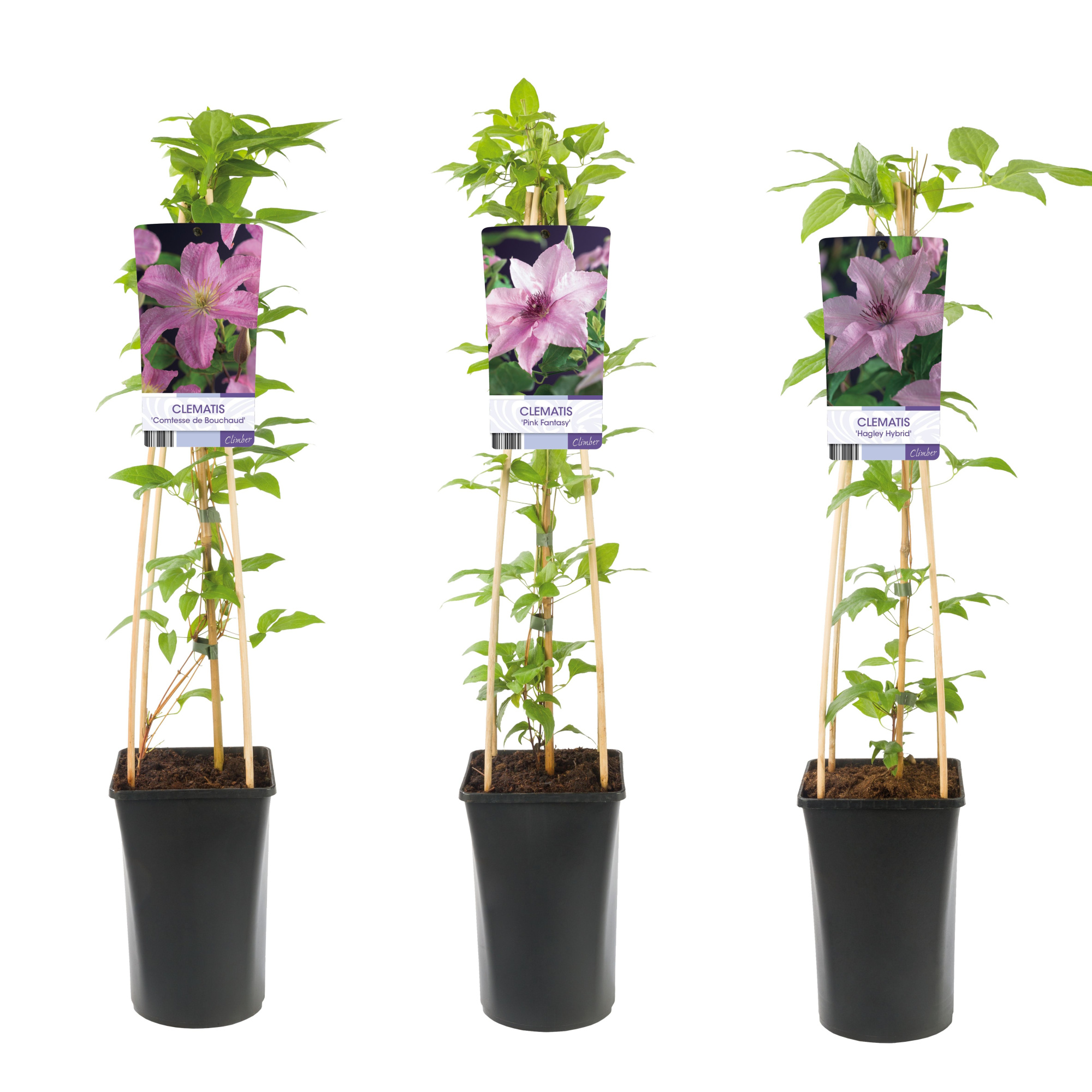 Mixtray Clematis large-flowered pink +light label, D 17