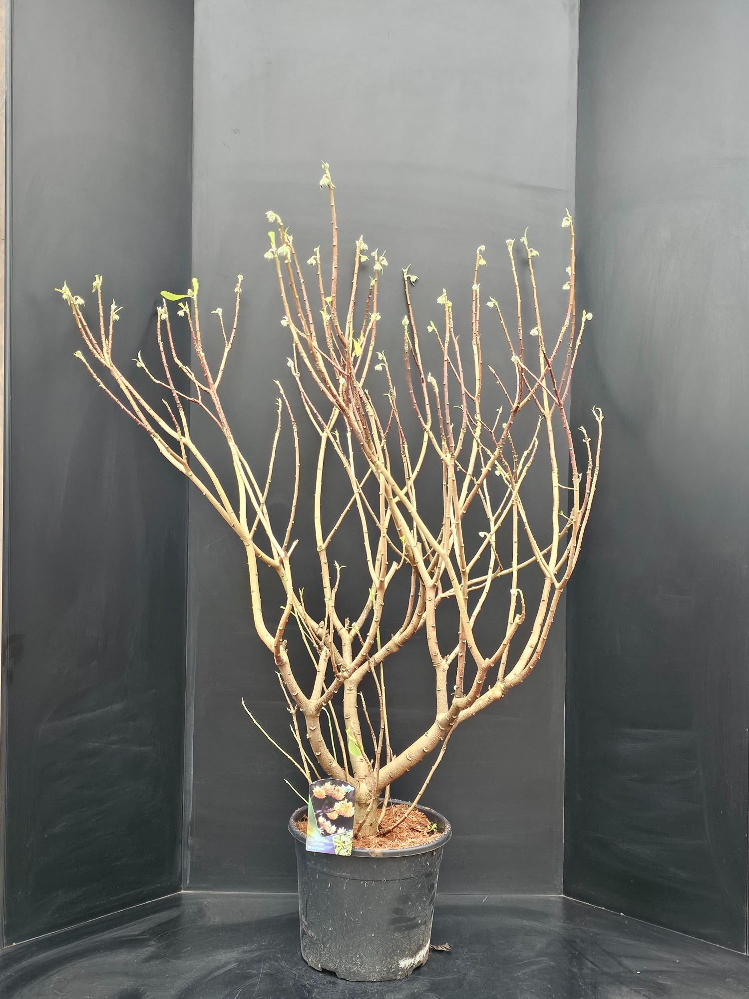 Edgeworthia chrysantha Grandiflora, D 34