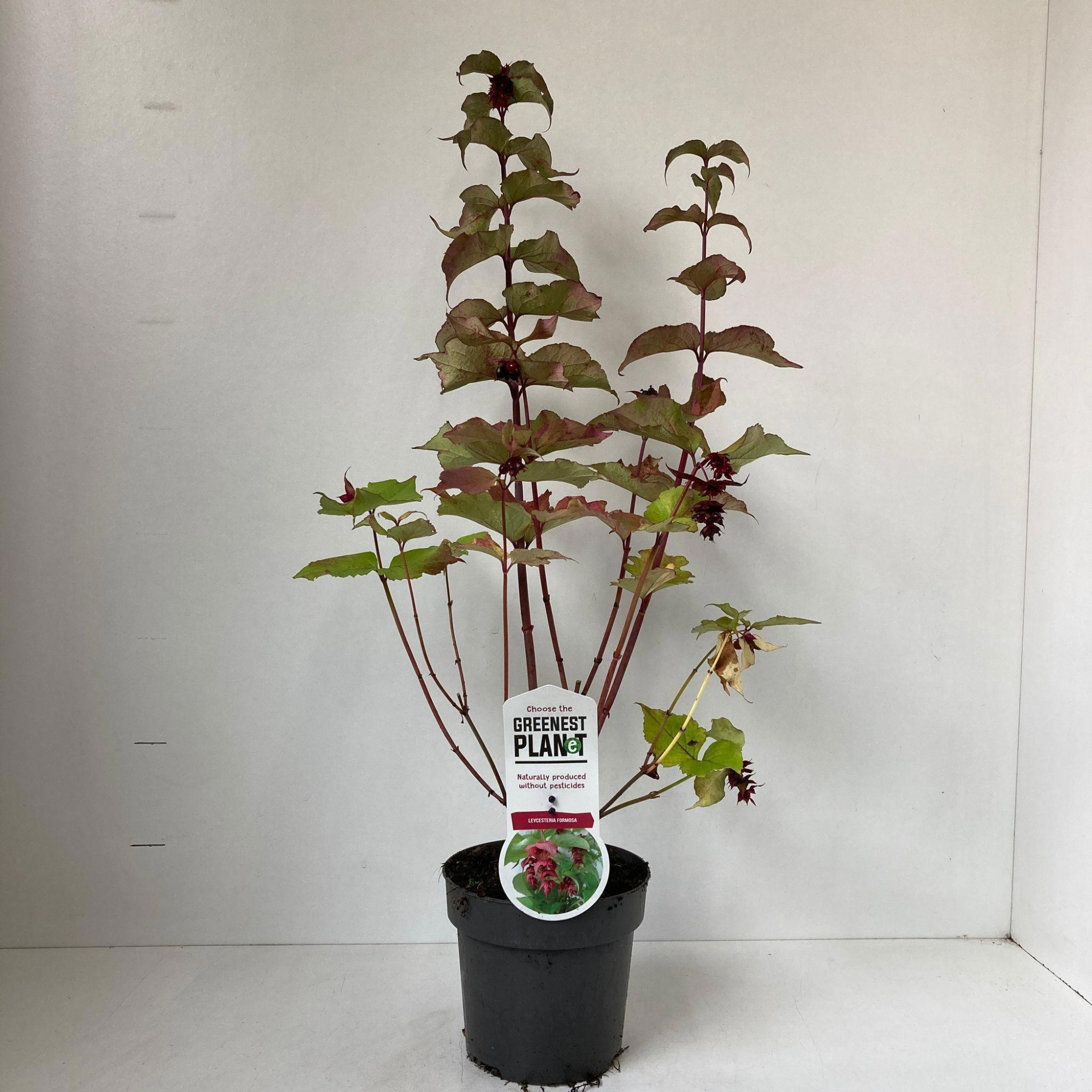 Leycesteria formosa, D 17