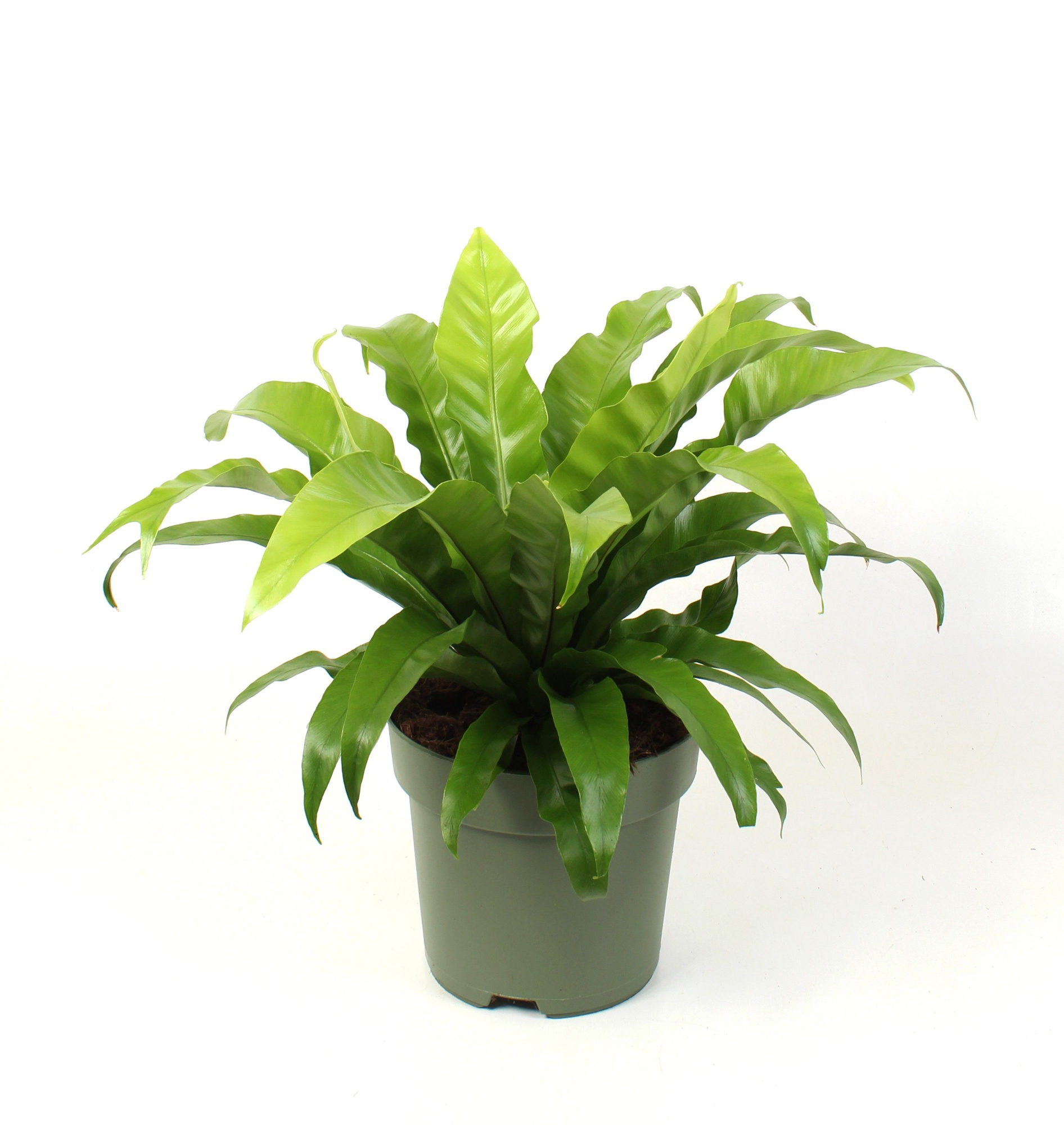 Asplenium antiquum, D 21