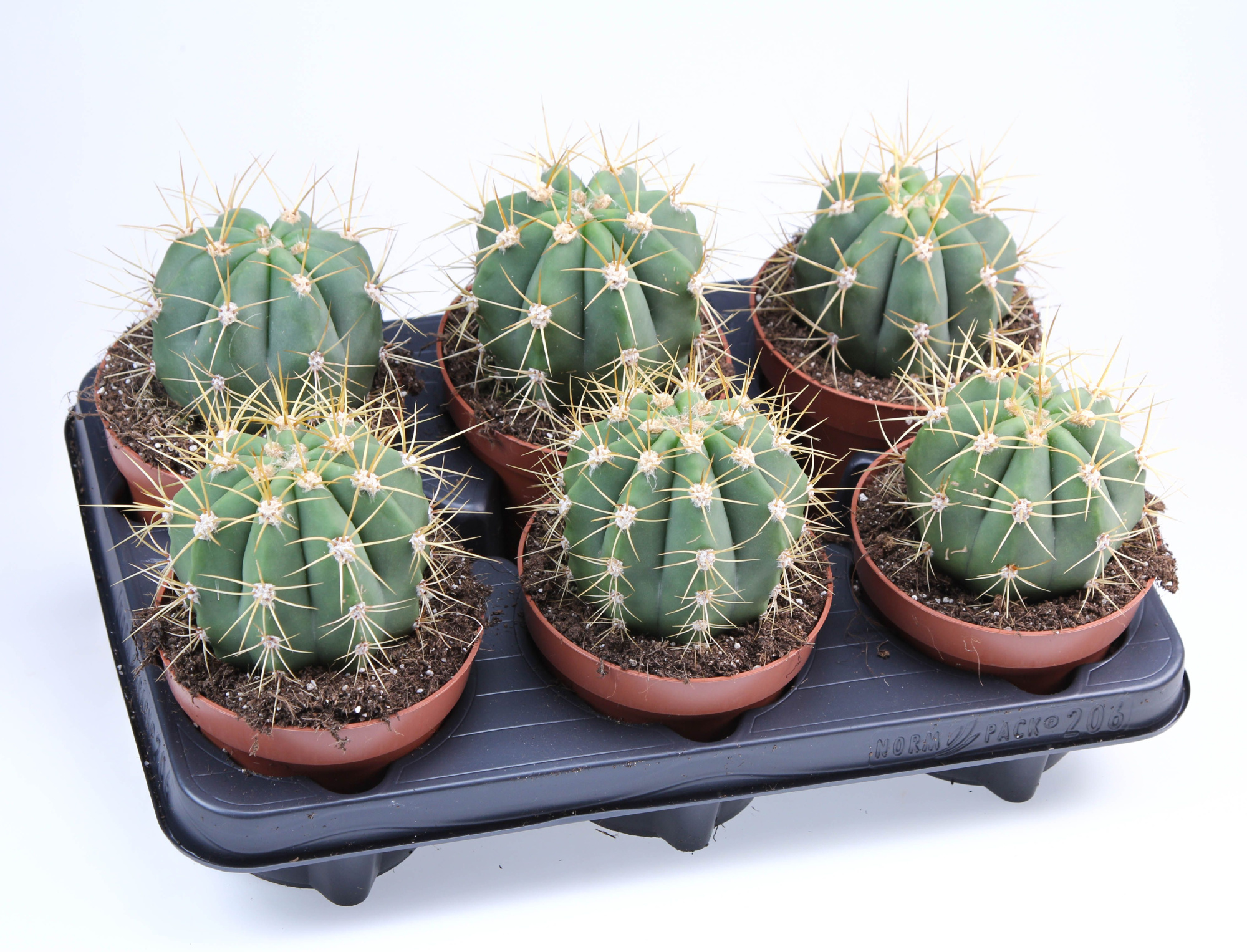 Trichocereus Candicans, D 12