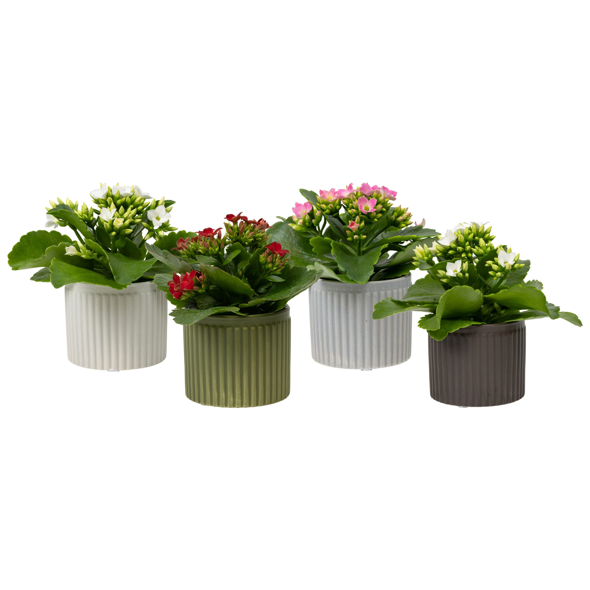 Line with Kalanchoe, D 6