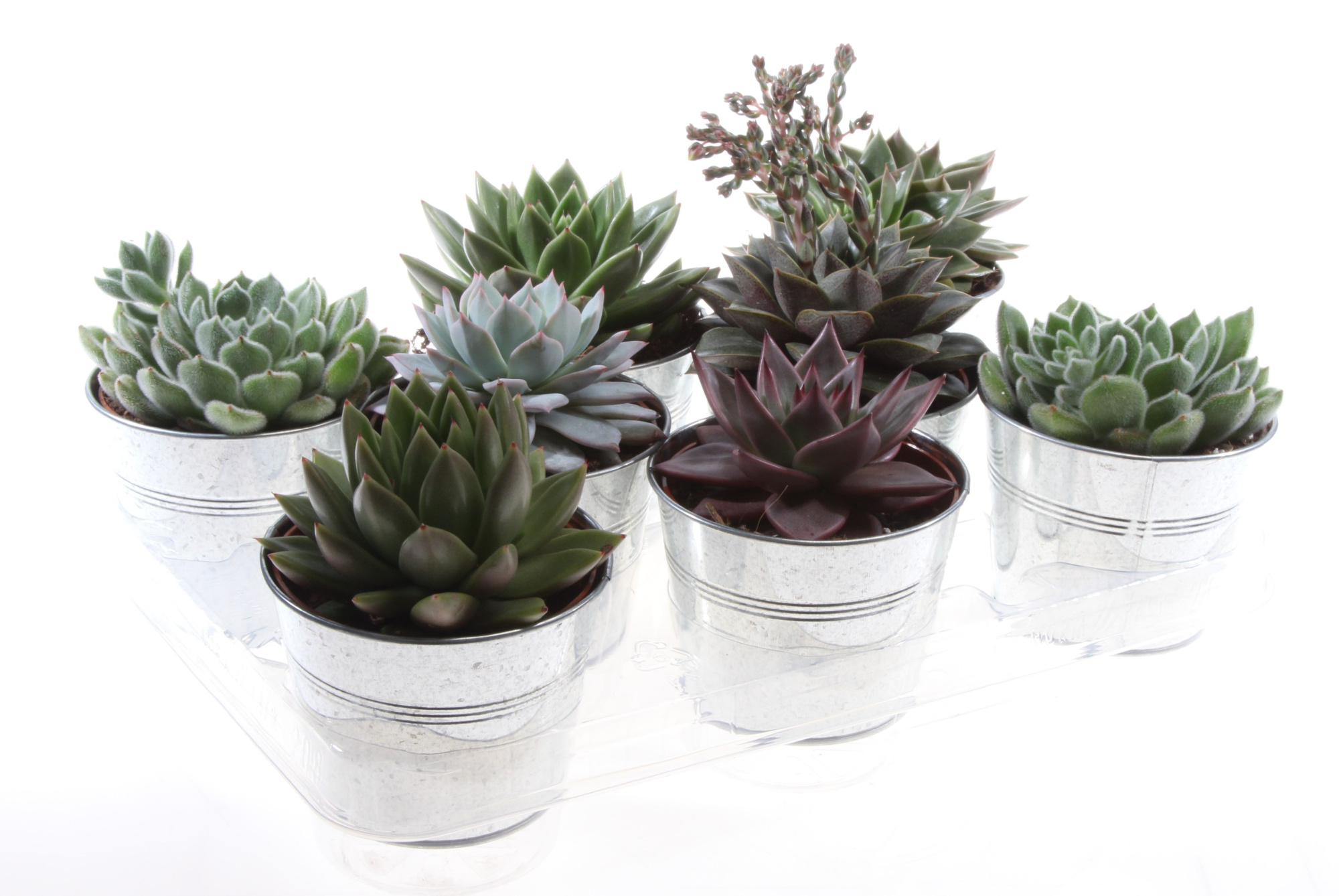 Succulent zinkpot, D 12