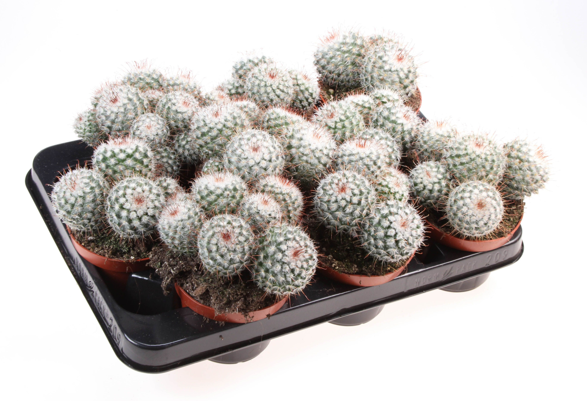 Mammillaria bombycina, D 10,5