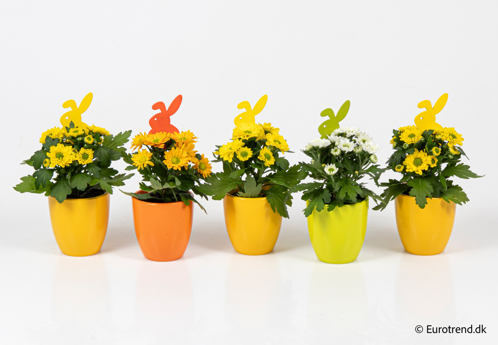 Chrysanthemum in Easter ceramic 2026, D 6