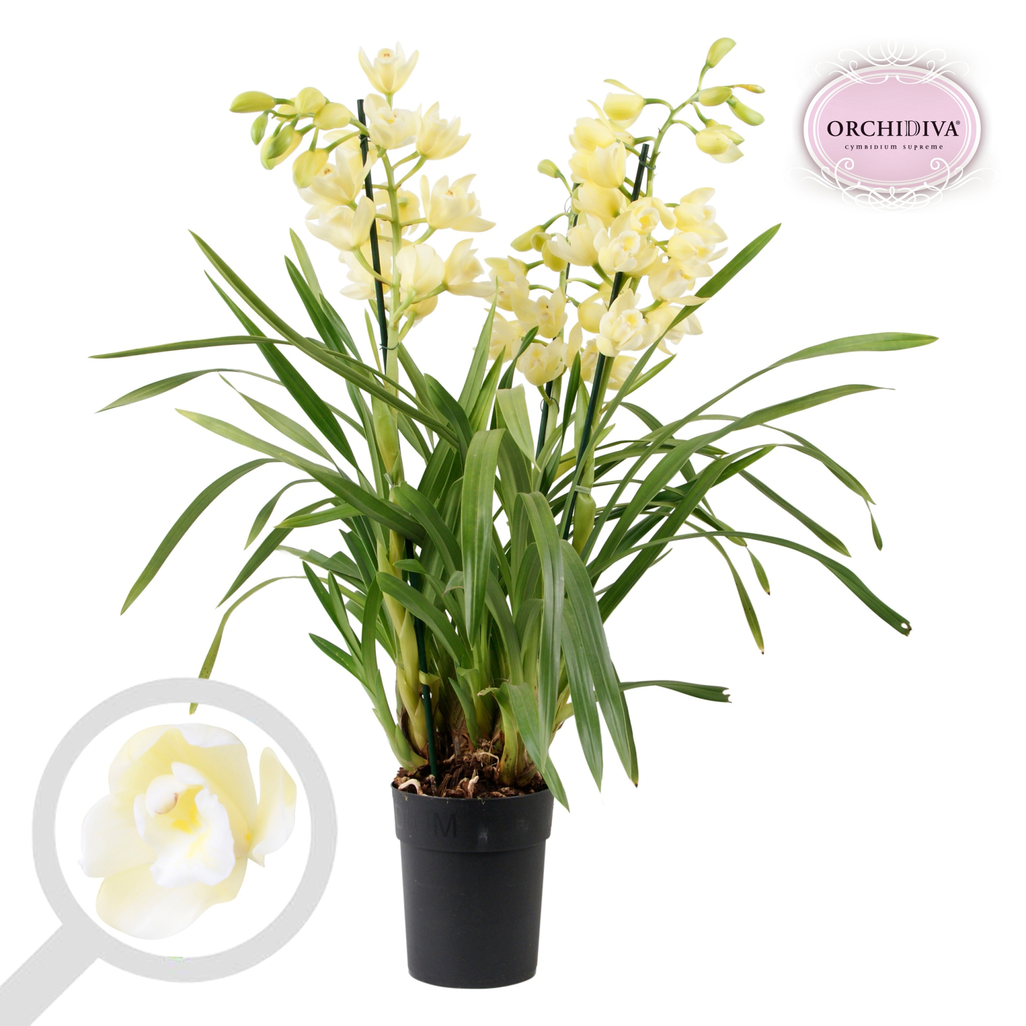 Cymbidium creme 3-4 tak, D 14