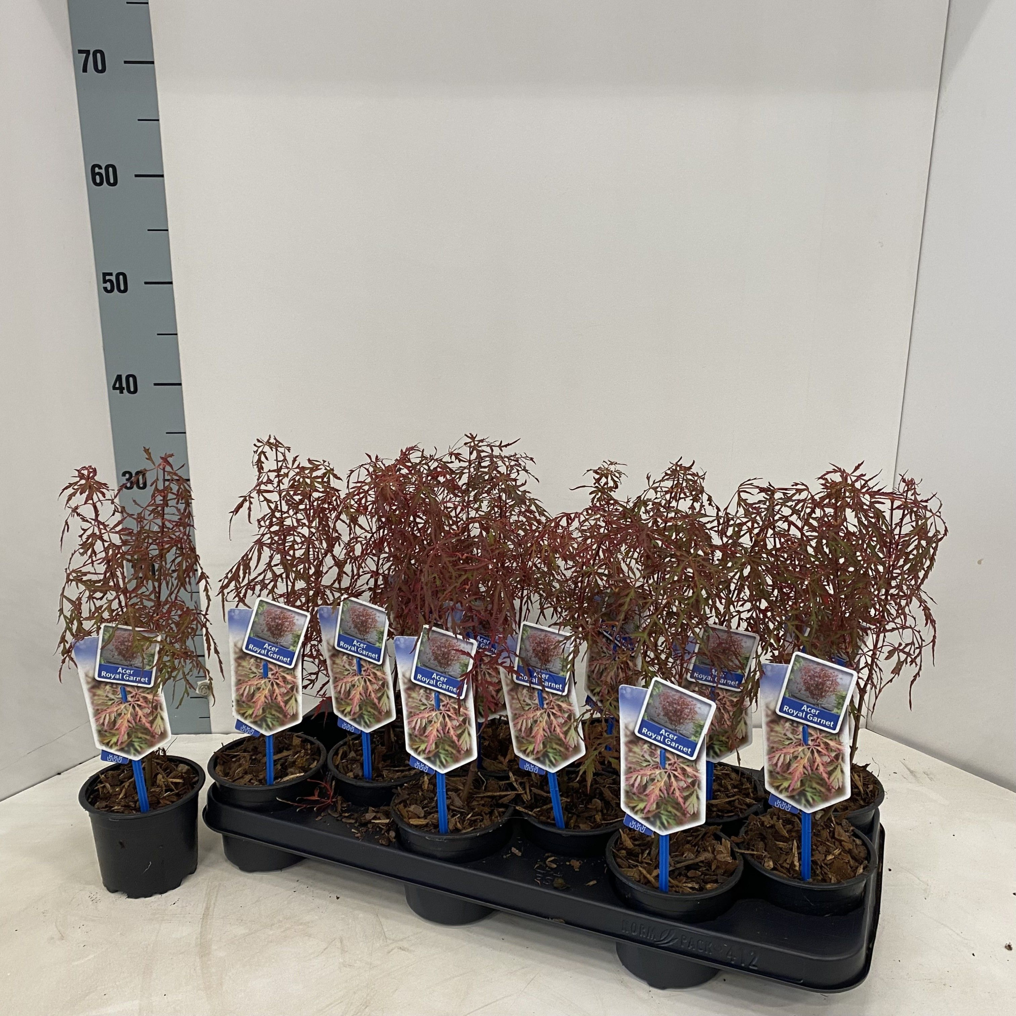 Acer pal. 'Royal Garnet ('Opstal11PBR), D 10,5