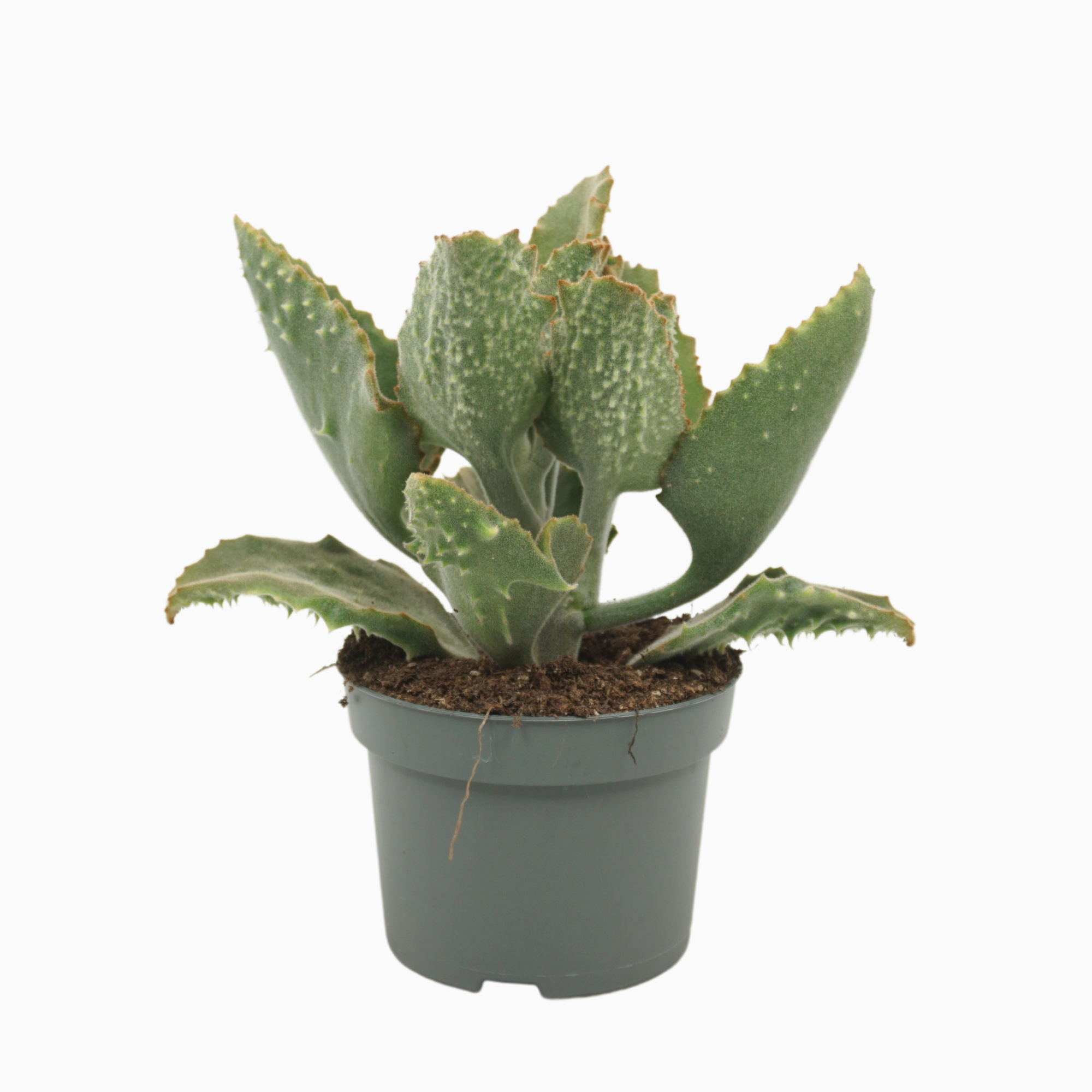 Kalanchoë beharensis 13 cm met hoes, D 13
