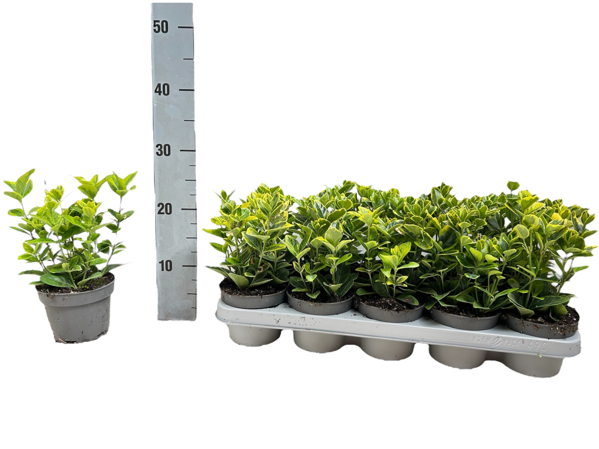 Euonymus japonicus 'Aureomarginatus' P12, D 12