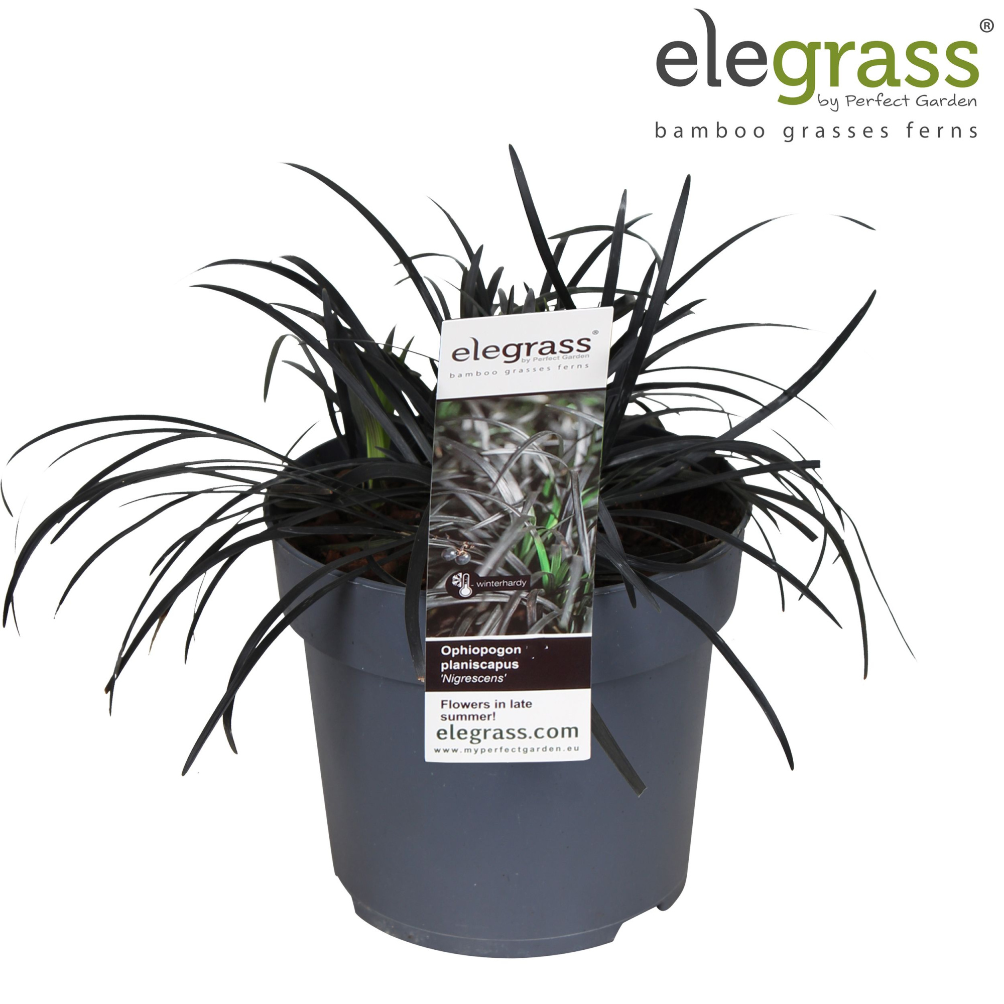 Ophiopogon planiscapus 'Nigrescens' p14, D 14