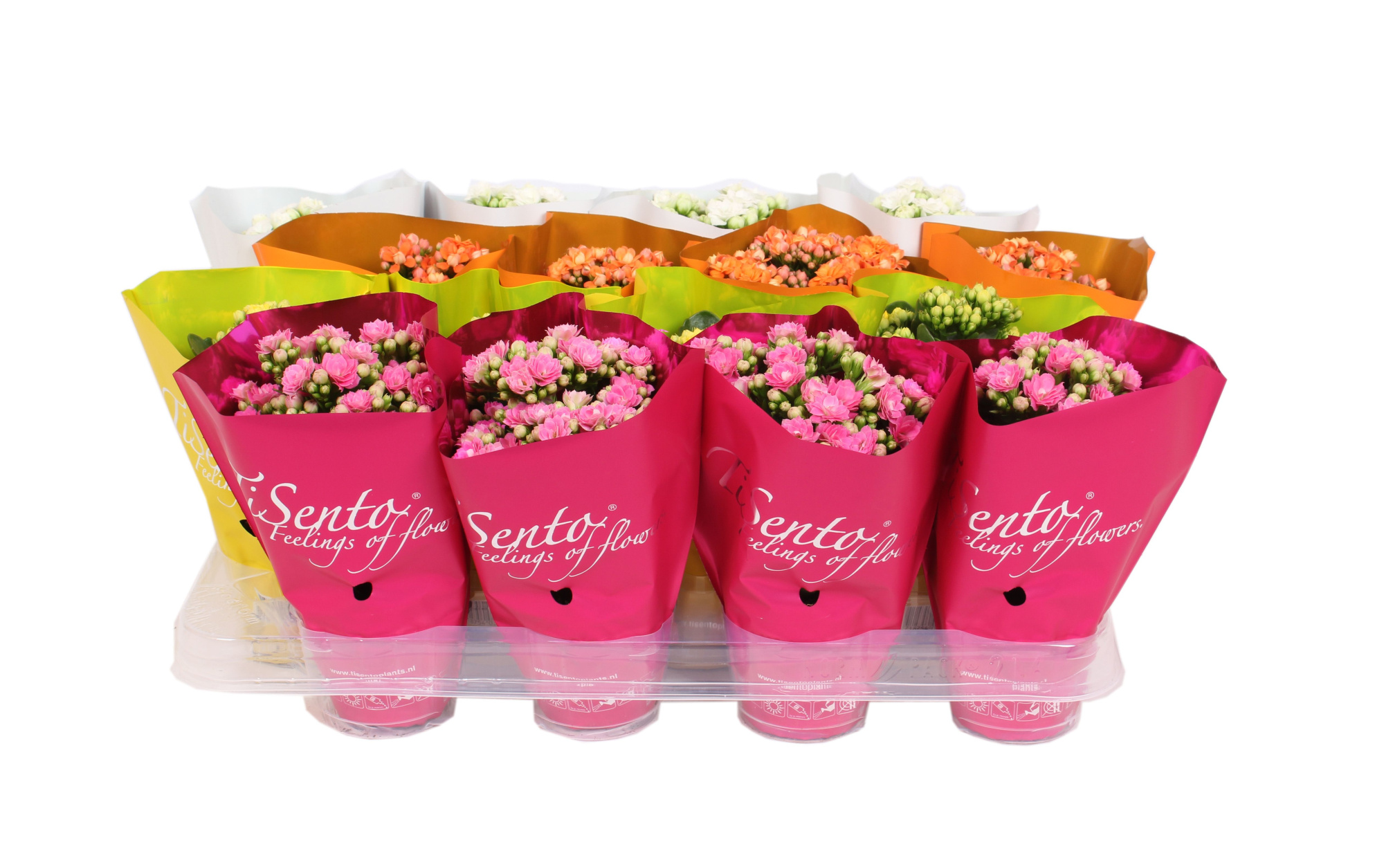 Calandiva 7 cm mix Lente mix, D 7