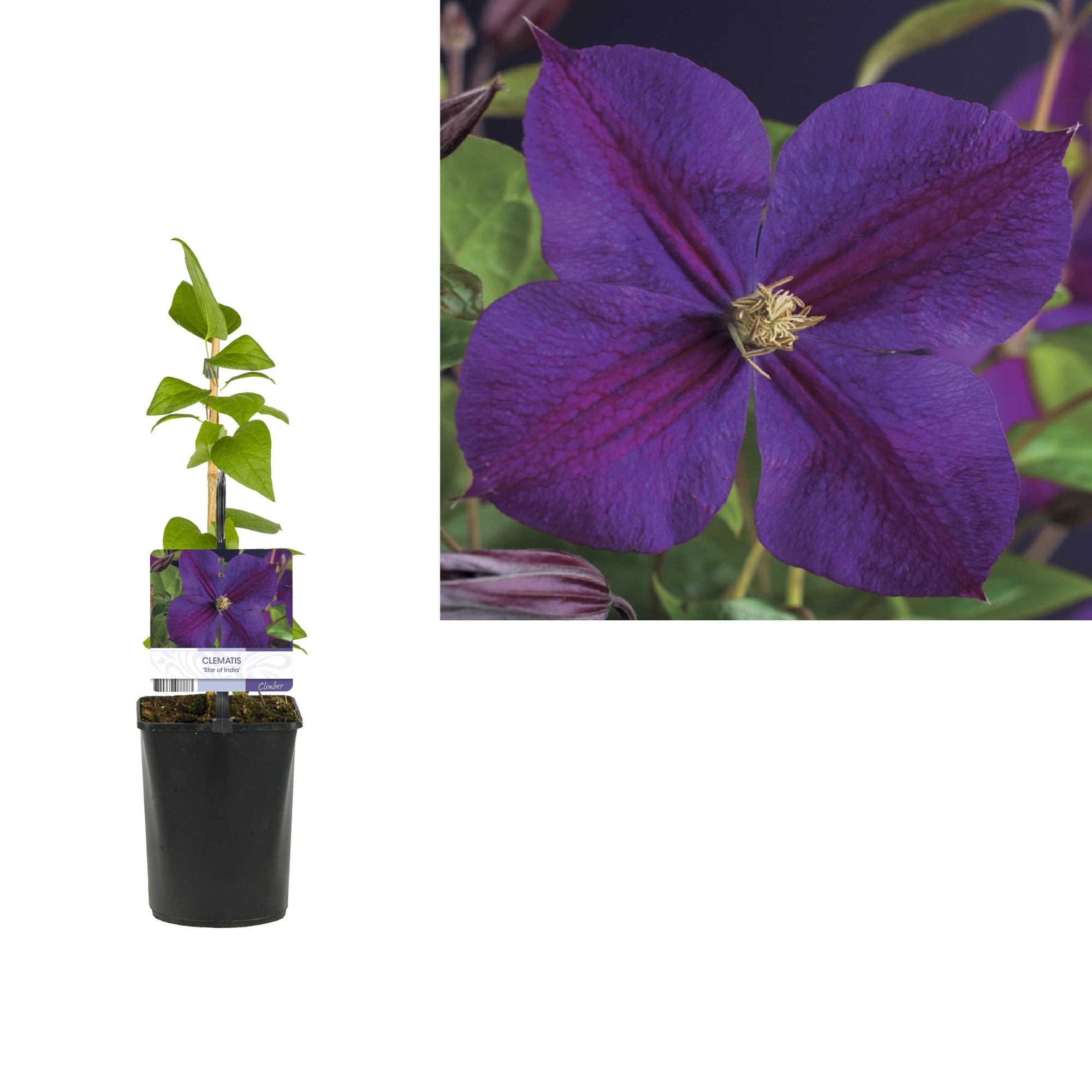 Clematis 'Star of India' +light label, D 11